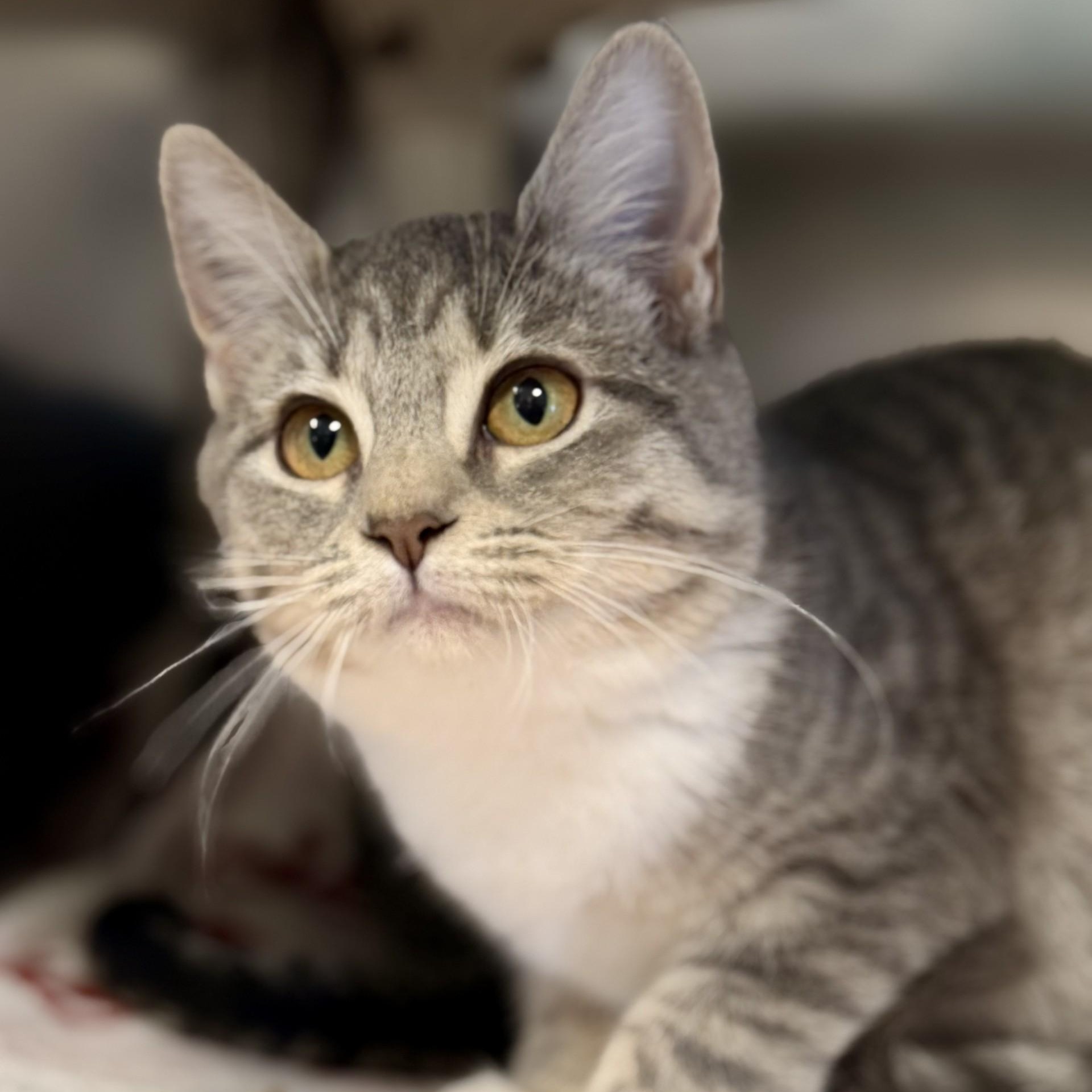 Enlarge Cozy, a Adoptable Domestic Short Hair in Manahawkin, NJ image 1/3