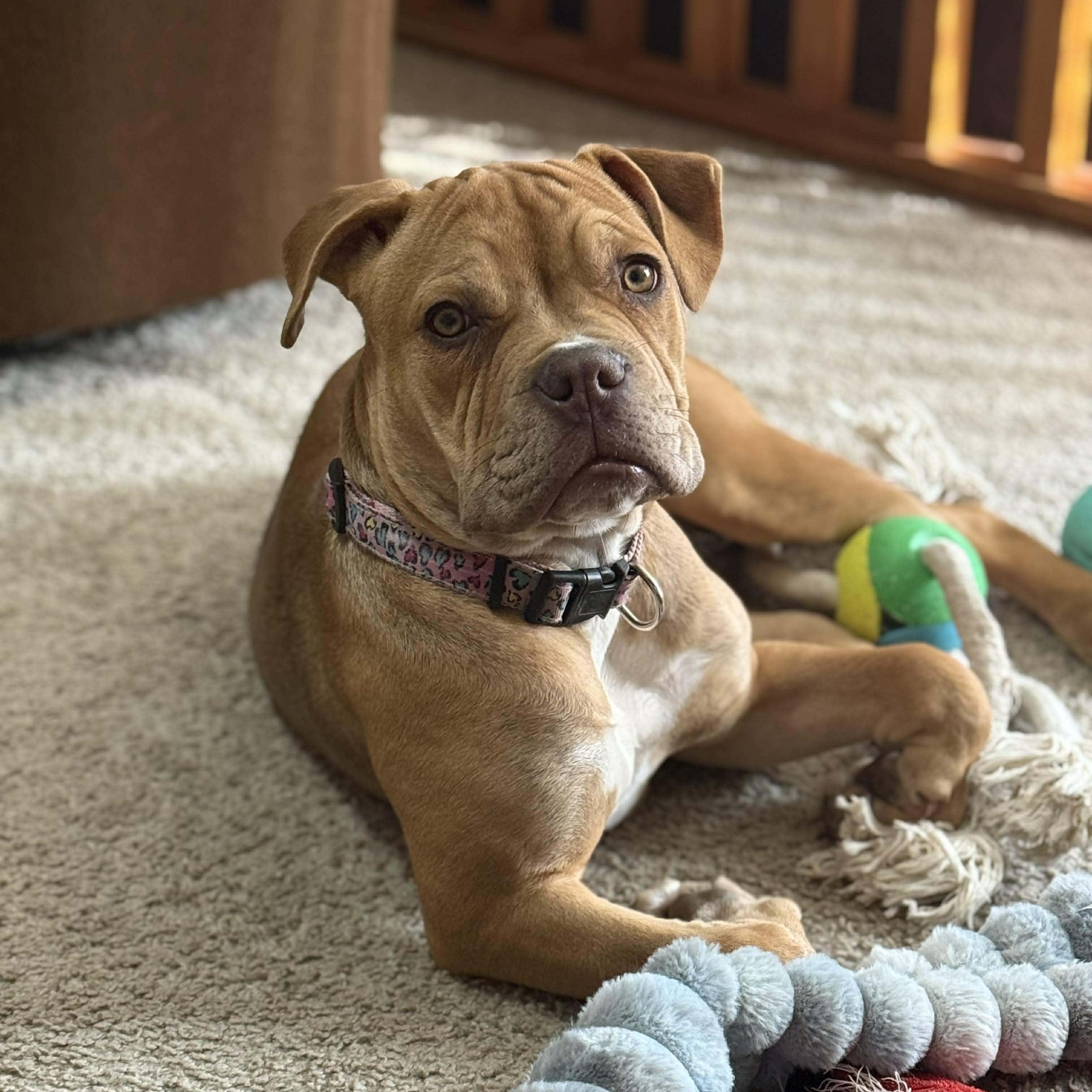 Enlarge Nessie, a ADOPTABLE mixed breed in Potomac, MD image 2/4