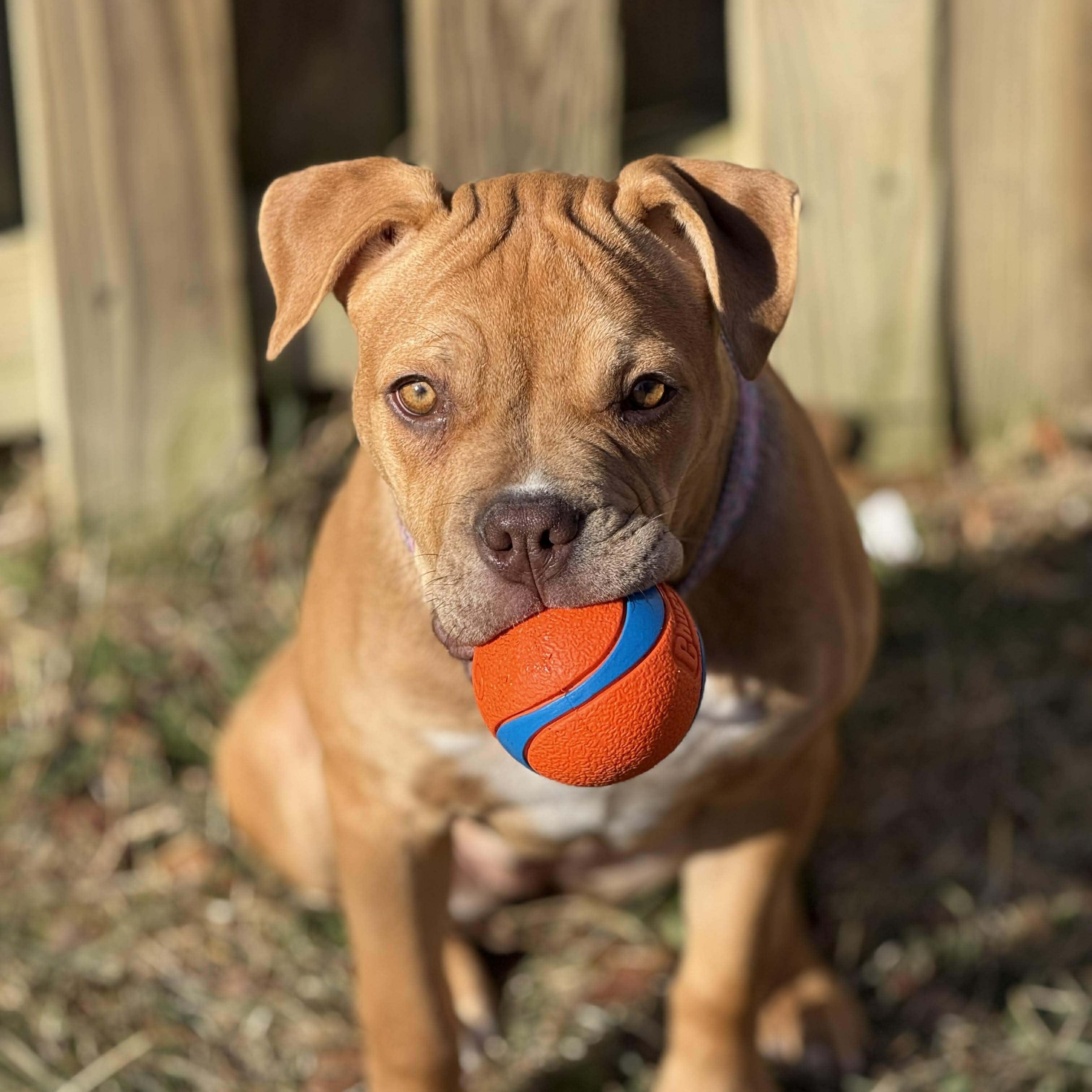Enlarge Nessie, a ADOPTABLE mixed breed in Potomac, MD image 3/4