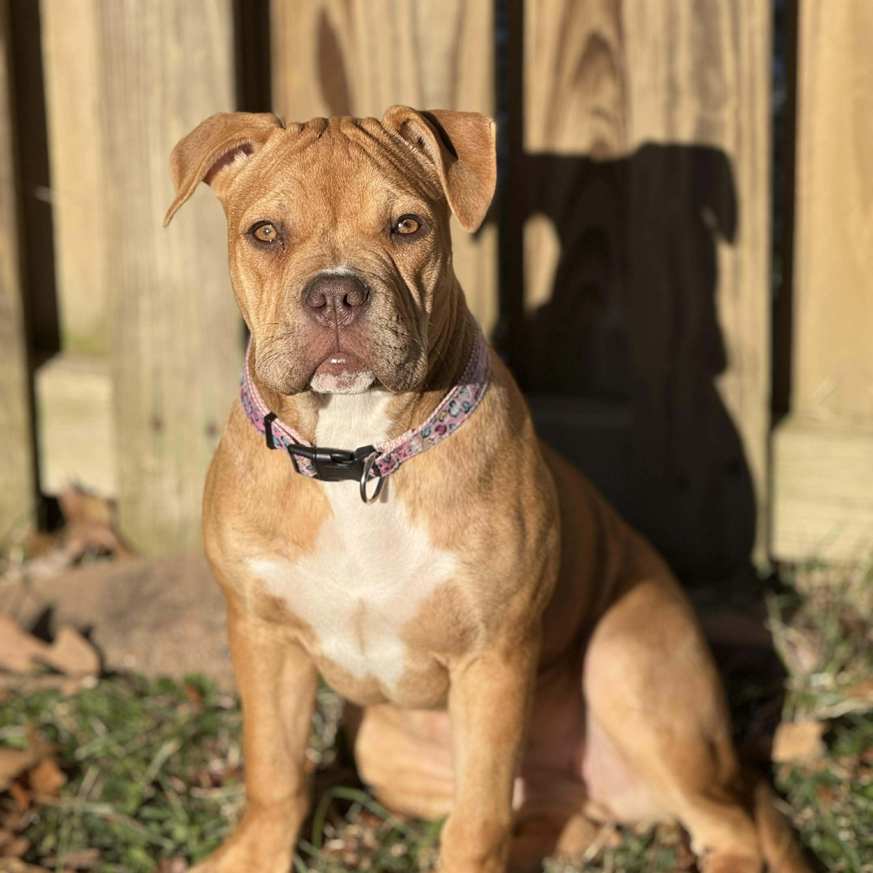 Nessie, ADOPTABLE, Puppy Female Bulldog & Pit Bull Terrier.