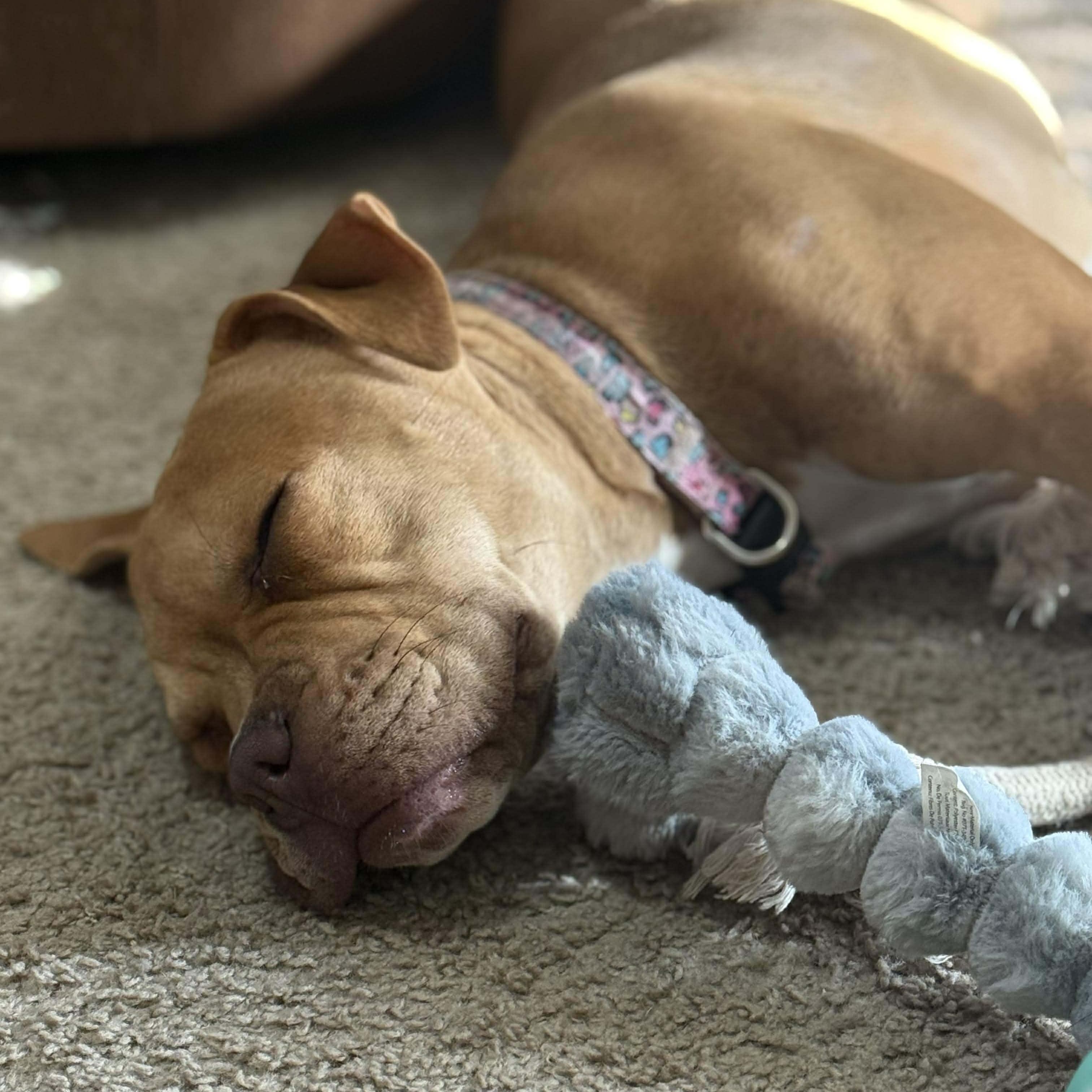 Enlarge Nessie, a ADOPTABLE mixed breed in Potomac, MD image 4/4