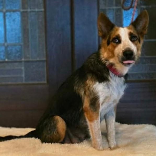 Luna, a Adoptable mixed breed in Burnsville, MN image 3/4