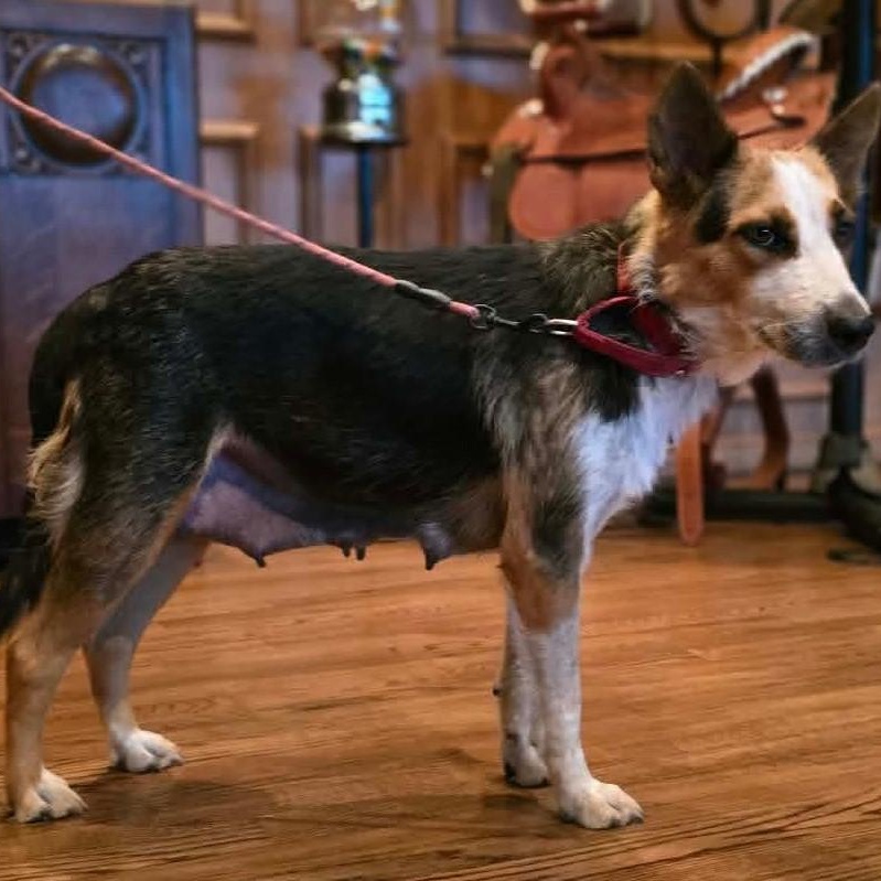 Luna, a Adoptable mixed breed in Burnsville, MN image 2/4