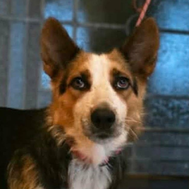 Luna, a Adoptable mixed breed in Burnsville, MN image 1/4