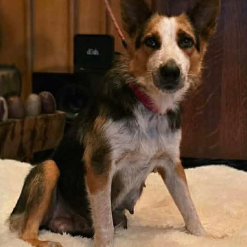 Luna, a Adoptable mixed breed in Burnsville, MN image 4/4