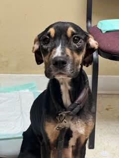 Kelsey, Adoptable, Young Female Hound.