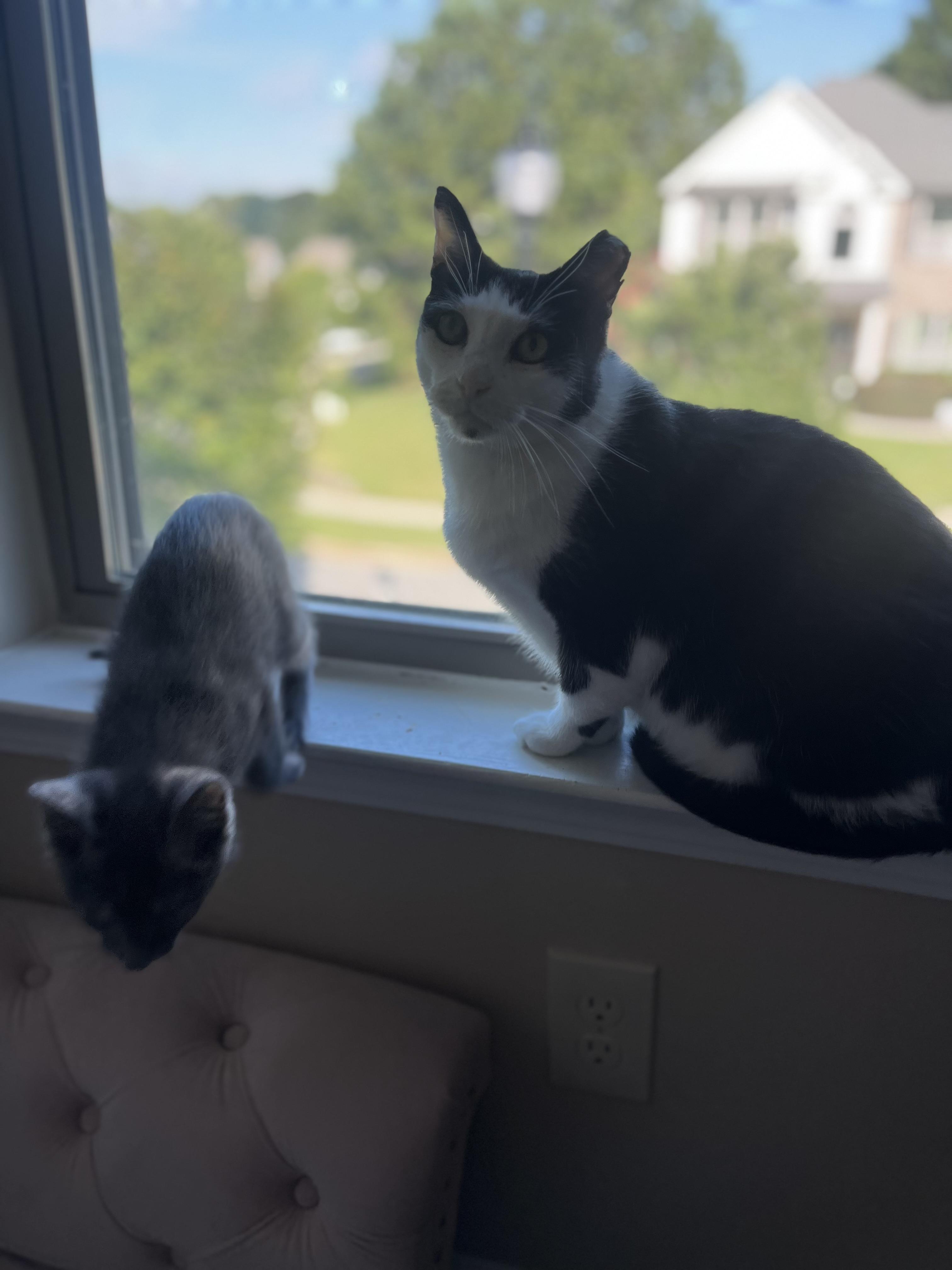 Domino, Adoptable, Adult Male Domestic Short Hair.