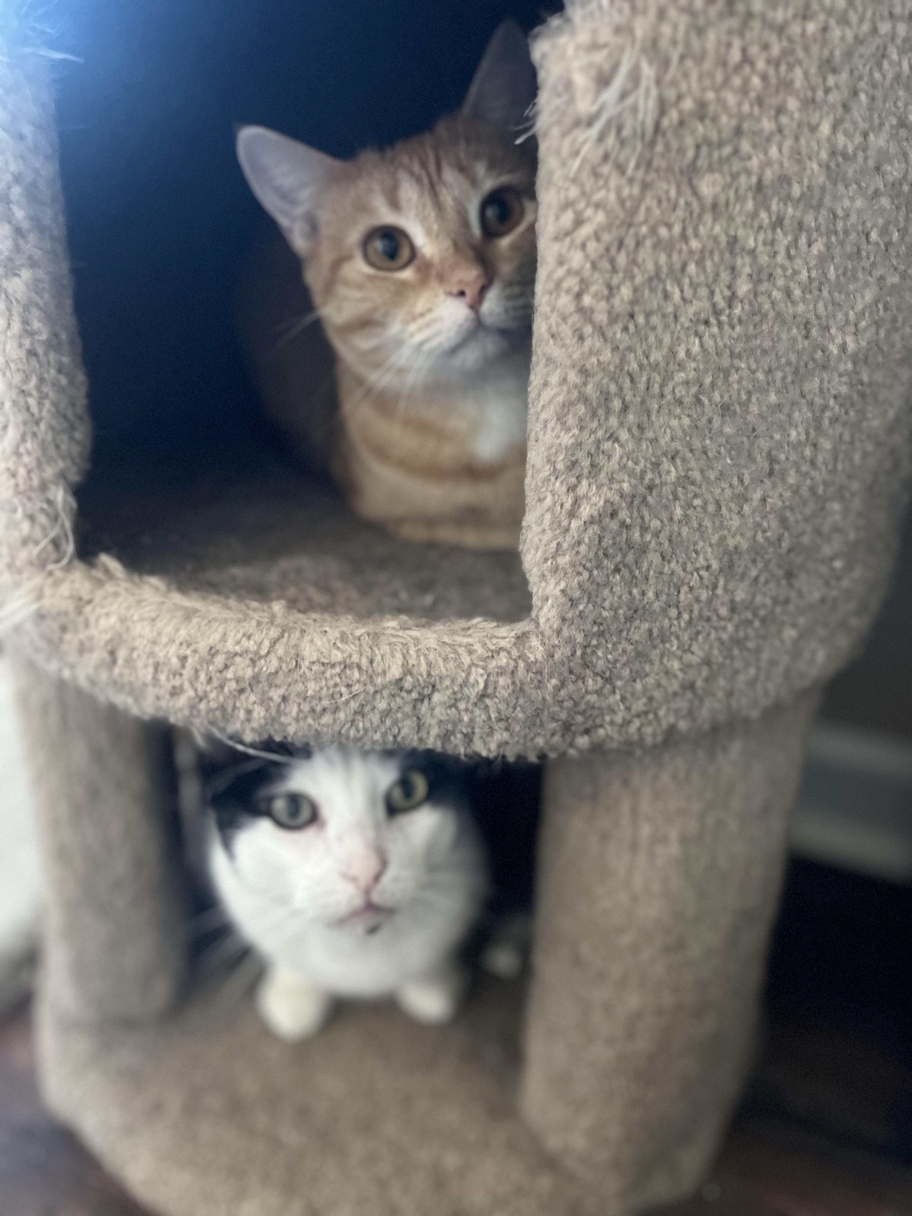 Enlarge Domino, a Adoptable Domestic Short Hair in Woodstock, GA image 3/6