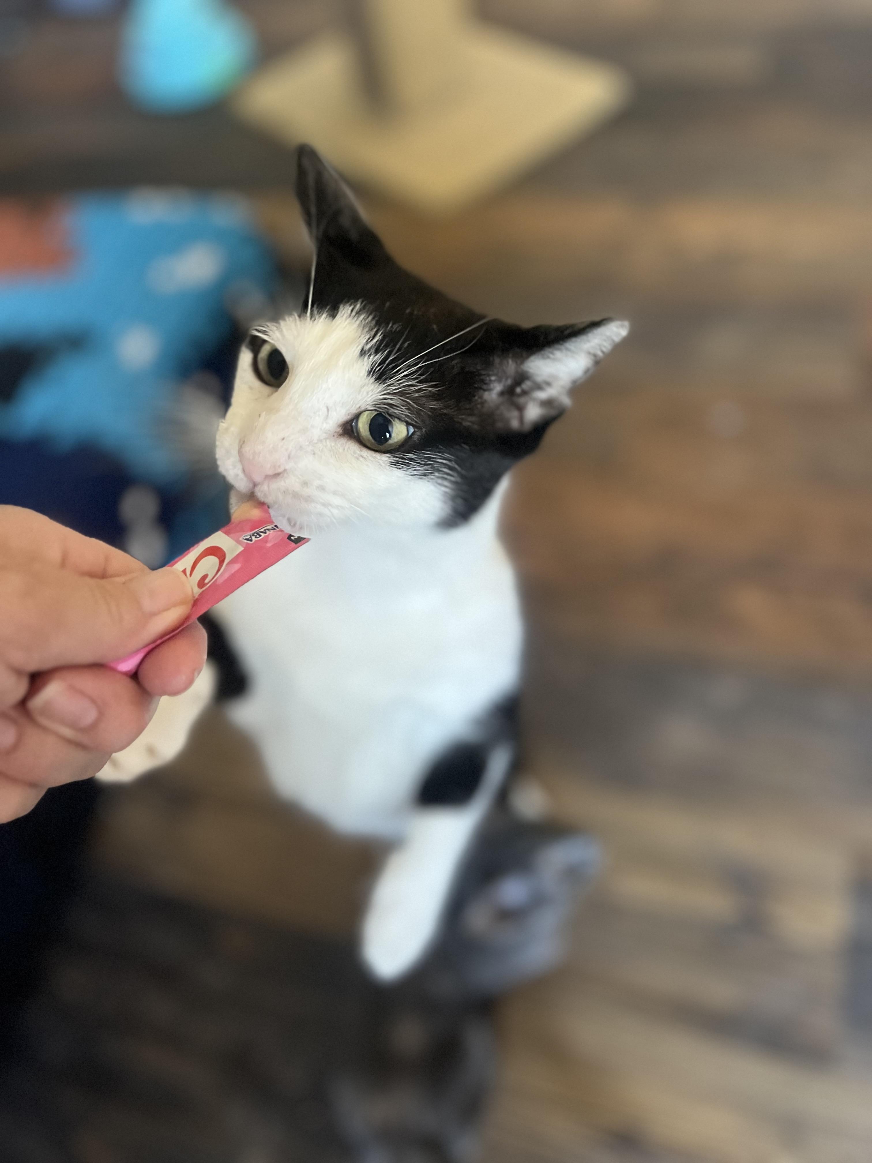 Enlarge Domino, a Adoptable Domestic Short Hair in Woodstock, GA image 4/6