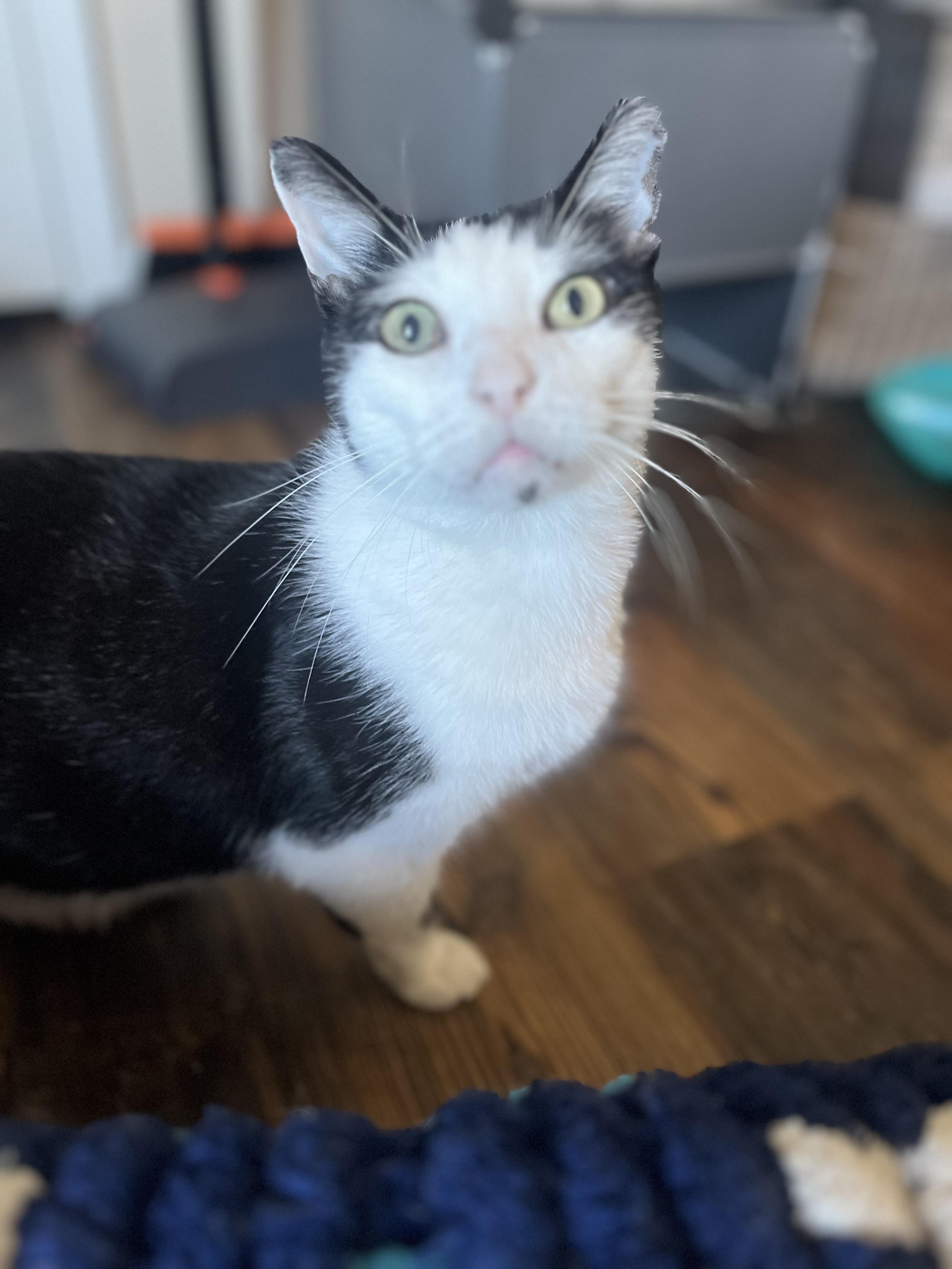 Enlarge Domino, a Adoptable Domestic Short Hair in Woodstock, GA image 5/6