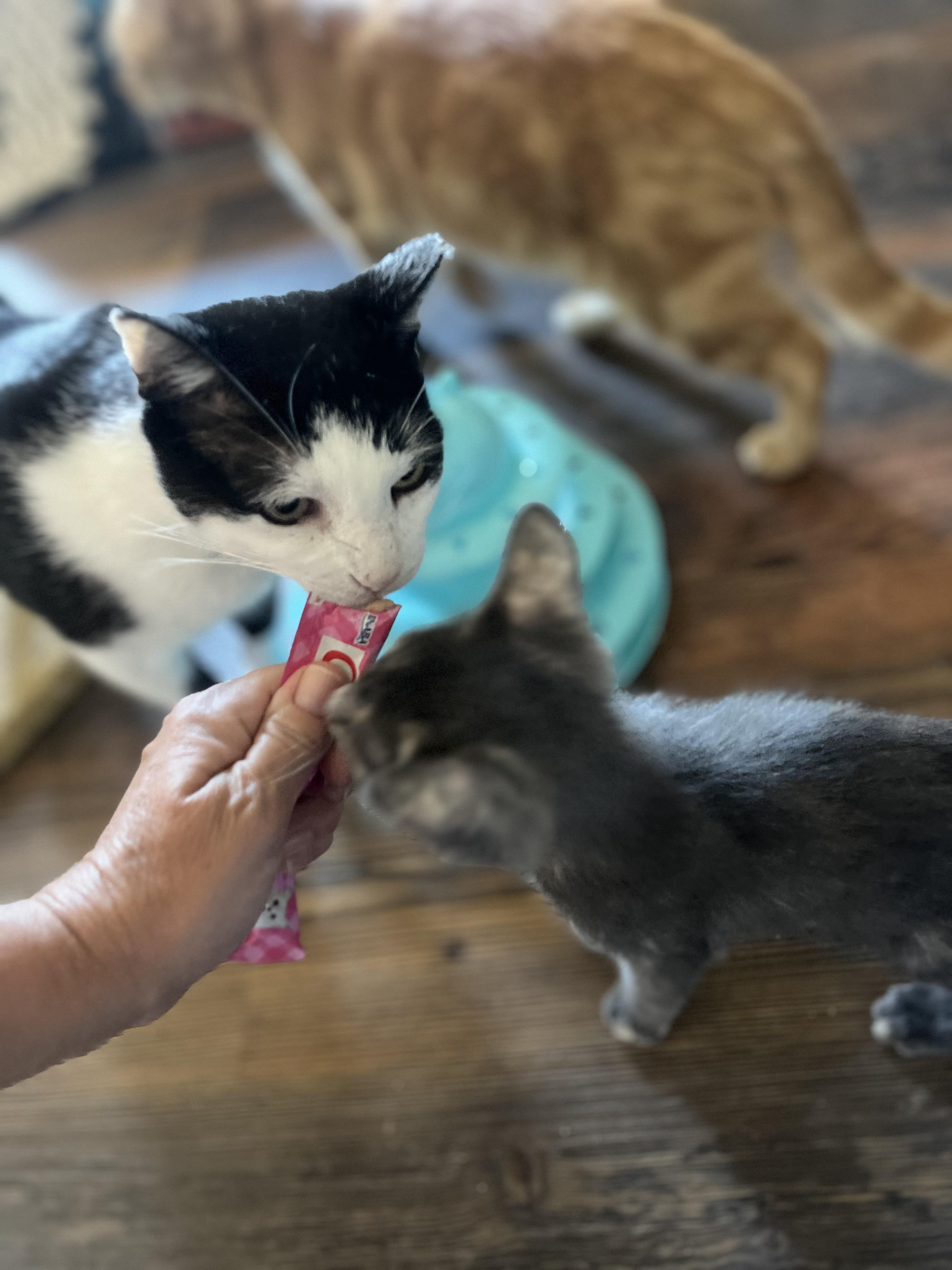 Enlarge Domino, a Adoptable Domestic Short Hair in Woodstock, GA image 6/6