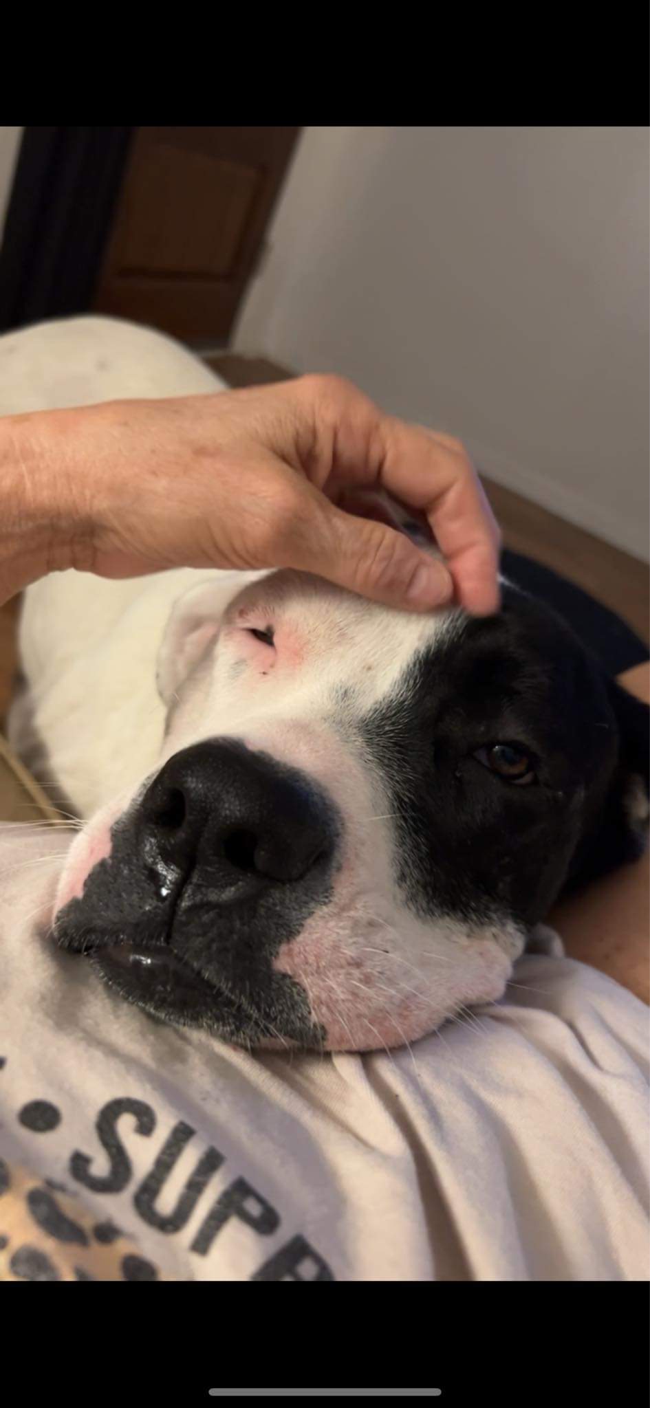 Riley, Adoptable, Young Female Pit Bull Terrier.