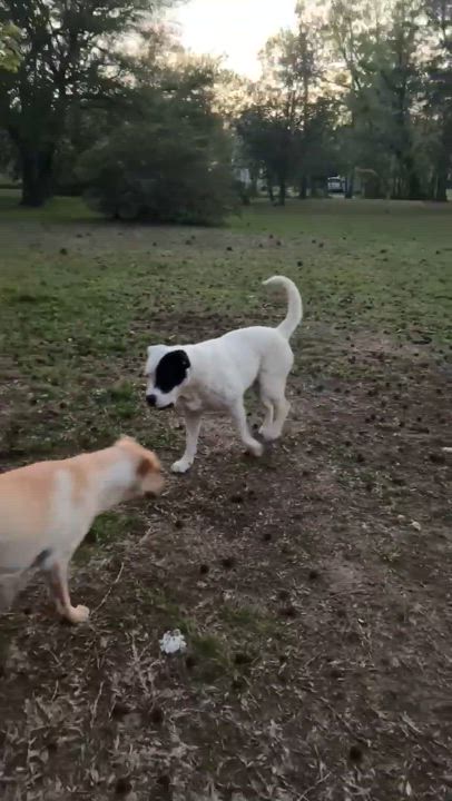 Enlarge Riley, a Adoptable Pit Bull Terrier in Aulac, NB video 4/6