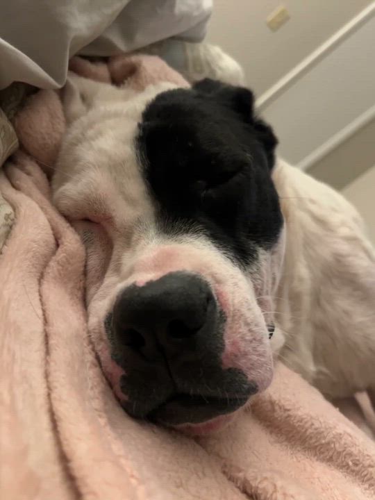 Enlarge Riley, a Adoptable Pit Bull Terrier in Aulac, NB video 6/6