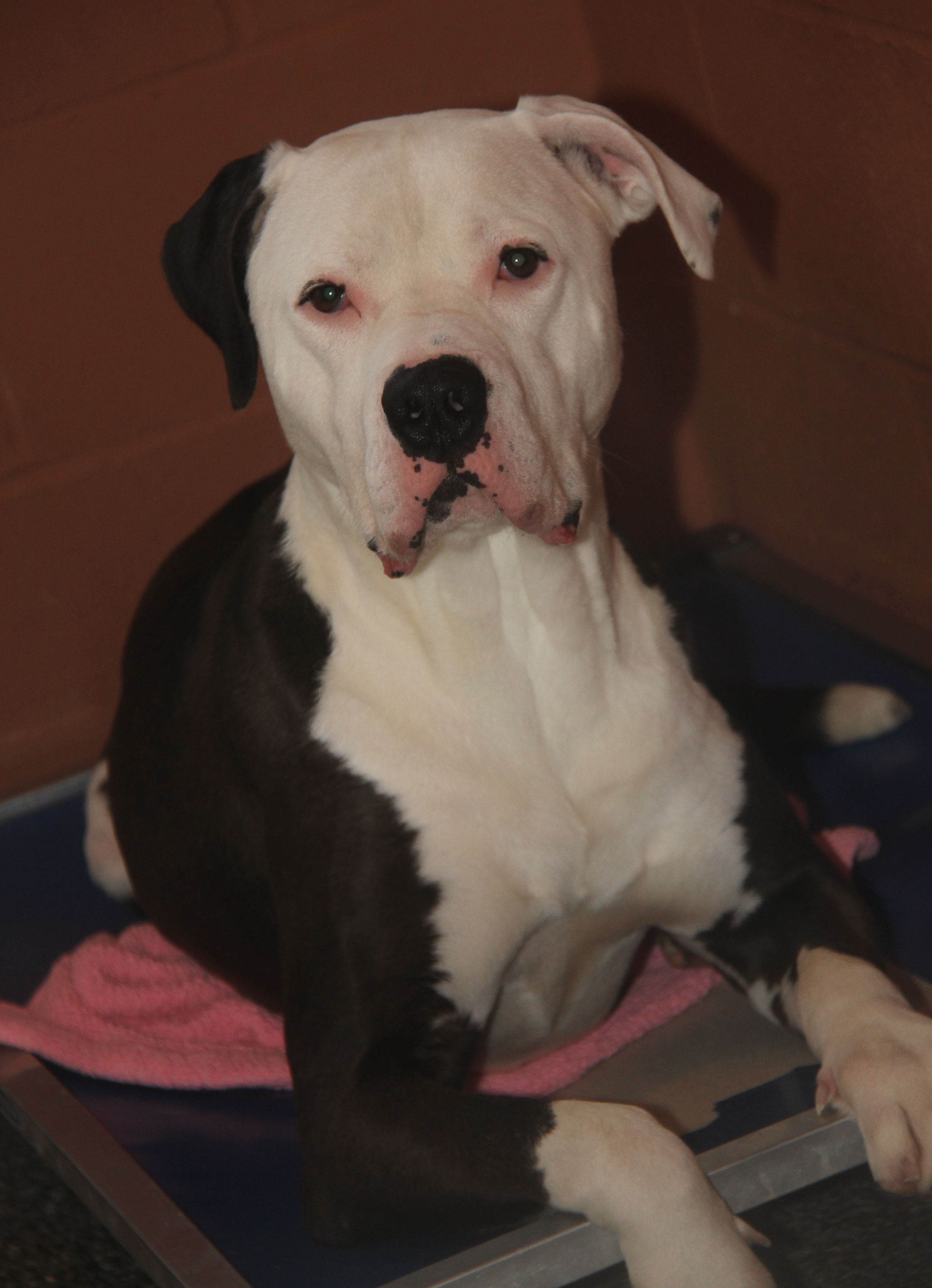 Enlarge Loki (Neutered) (Photos March 2024), a Adoptable Pit Bull Terrier in Marietta, OH image 3/6