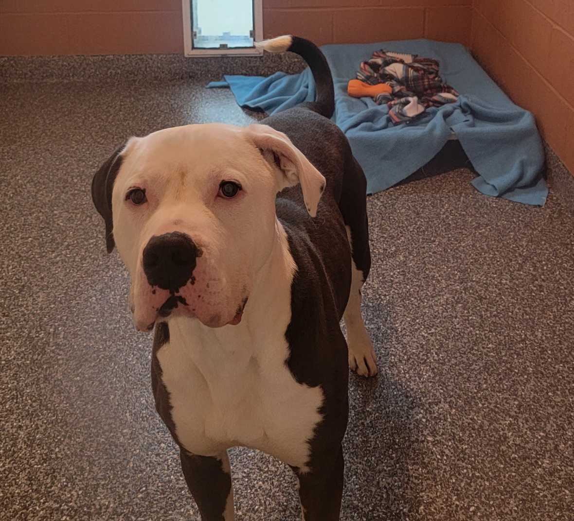 Enlarge Loki (Neutered) (Photos March 2024), a Adoptable Pit Bull Terrier in Marietta, OH image 5/6