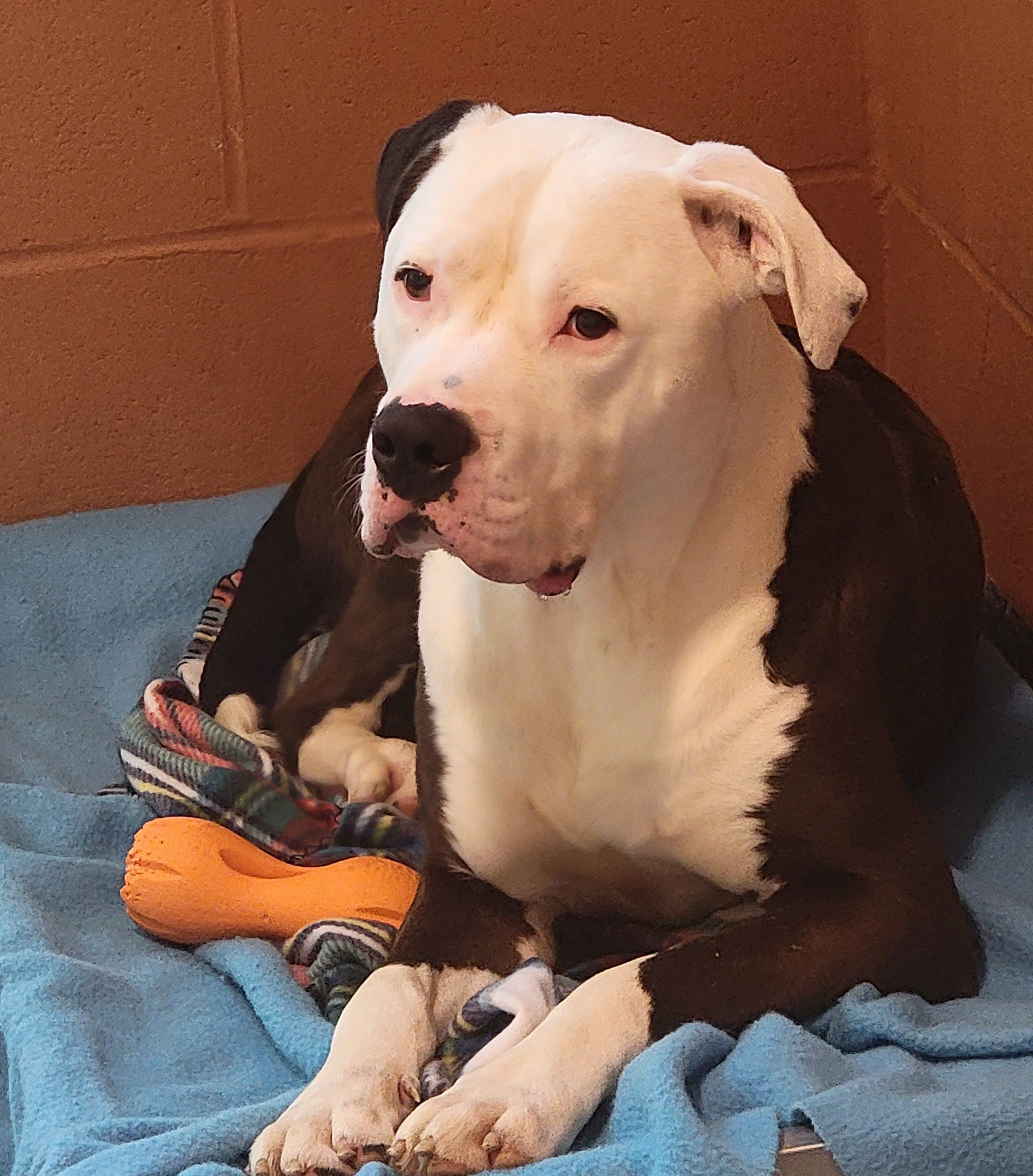 Enlarge Loki (Neutered) (Photos March 2024), a Adoptable Pit Bull Terrier in Marietta, OH image 1/6