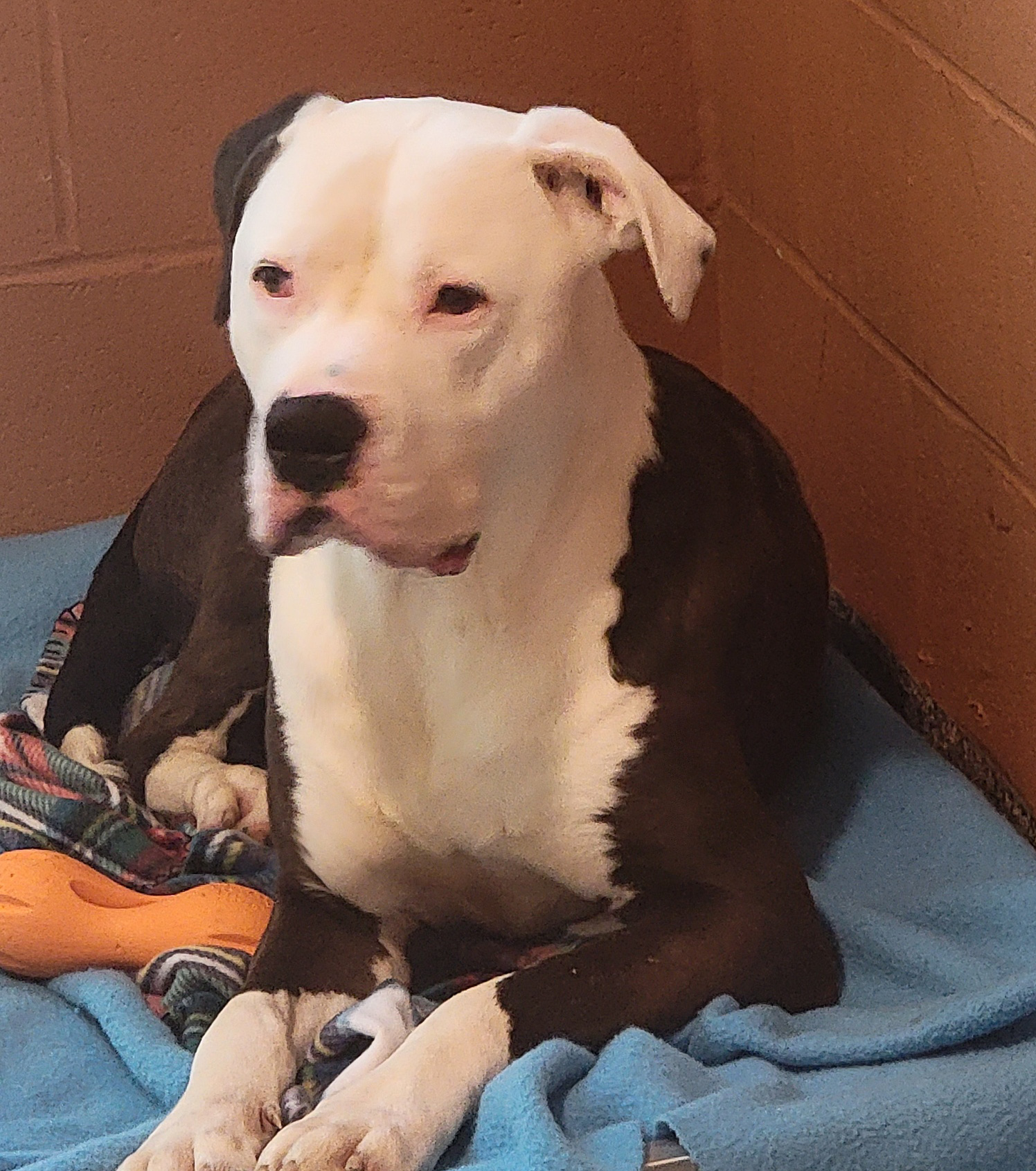 Enlarge Loki (Neutered) (Photos March 2024), a Adoptable Pit Bull Terrier in Marietta, OH image 2/6
