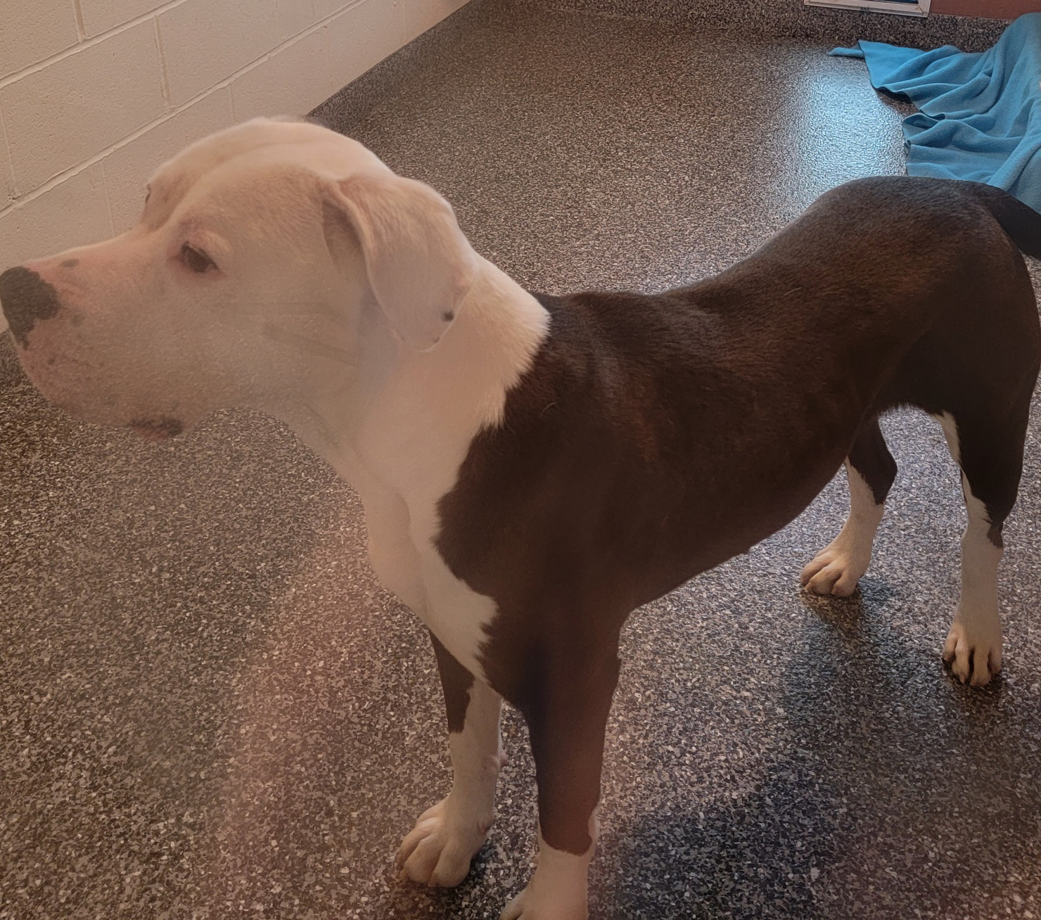 Enlarge Loki (Neutered) (Photos March 2024), a Adoptable Pit Bull Terrier in Marietta, OH image 6/6