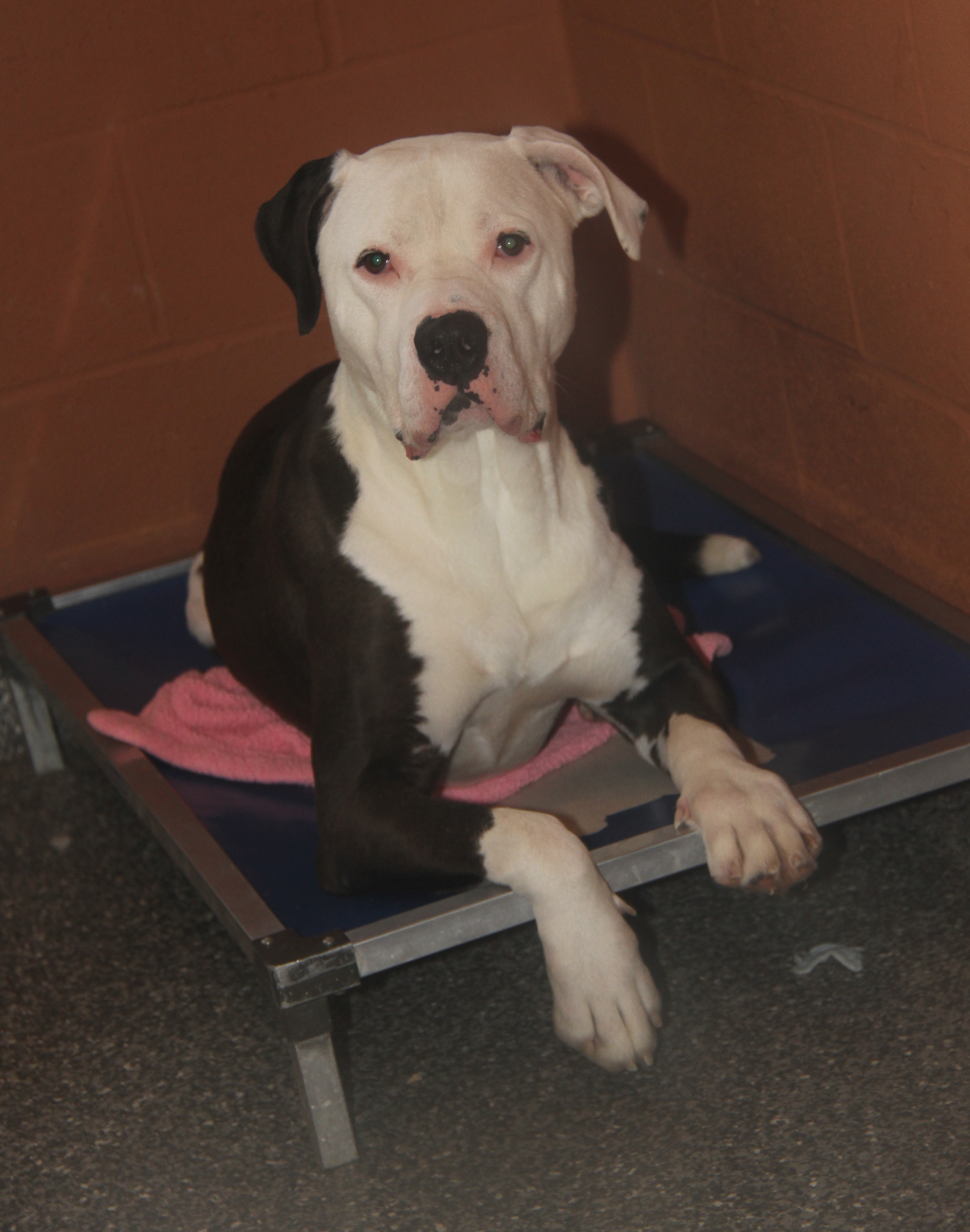 Enlarge Loki (Neutered) (Photos March 2024), a Adoptable Pit Bull Terrier in Marietta, OH image 4/6