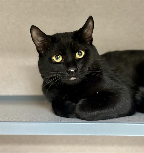 Enlarge THEODORE, a Adoptable Domestic Short Hair in Aliquippa, PA image 1/1