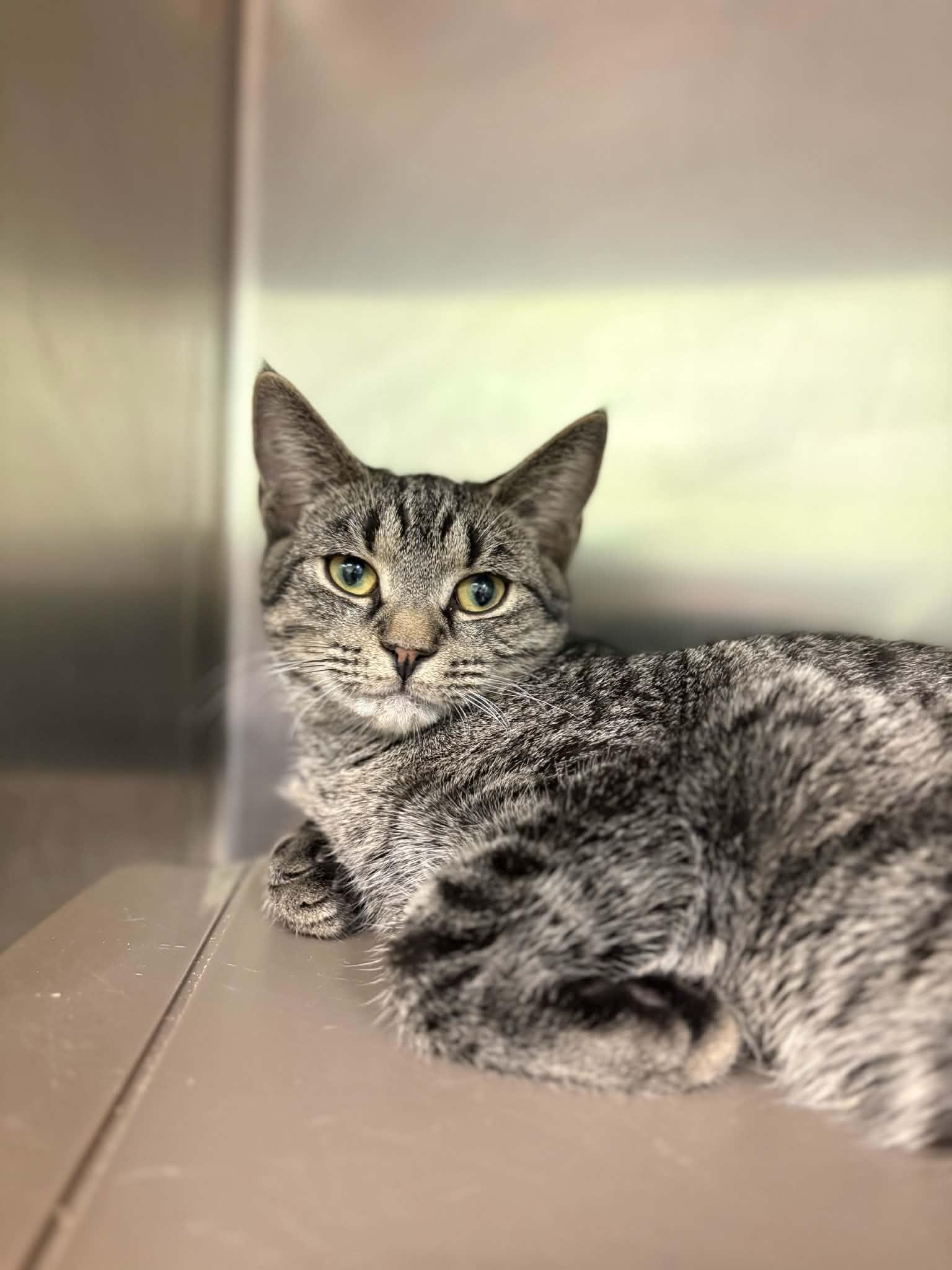 WaddleDo, Adopted, Young Male Domestic Short Hair.