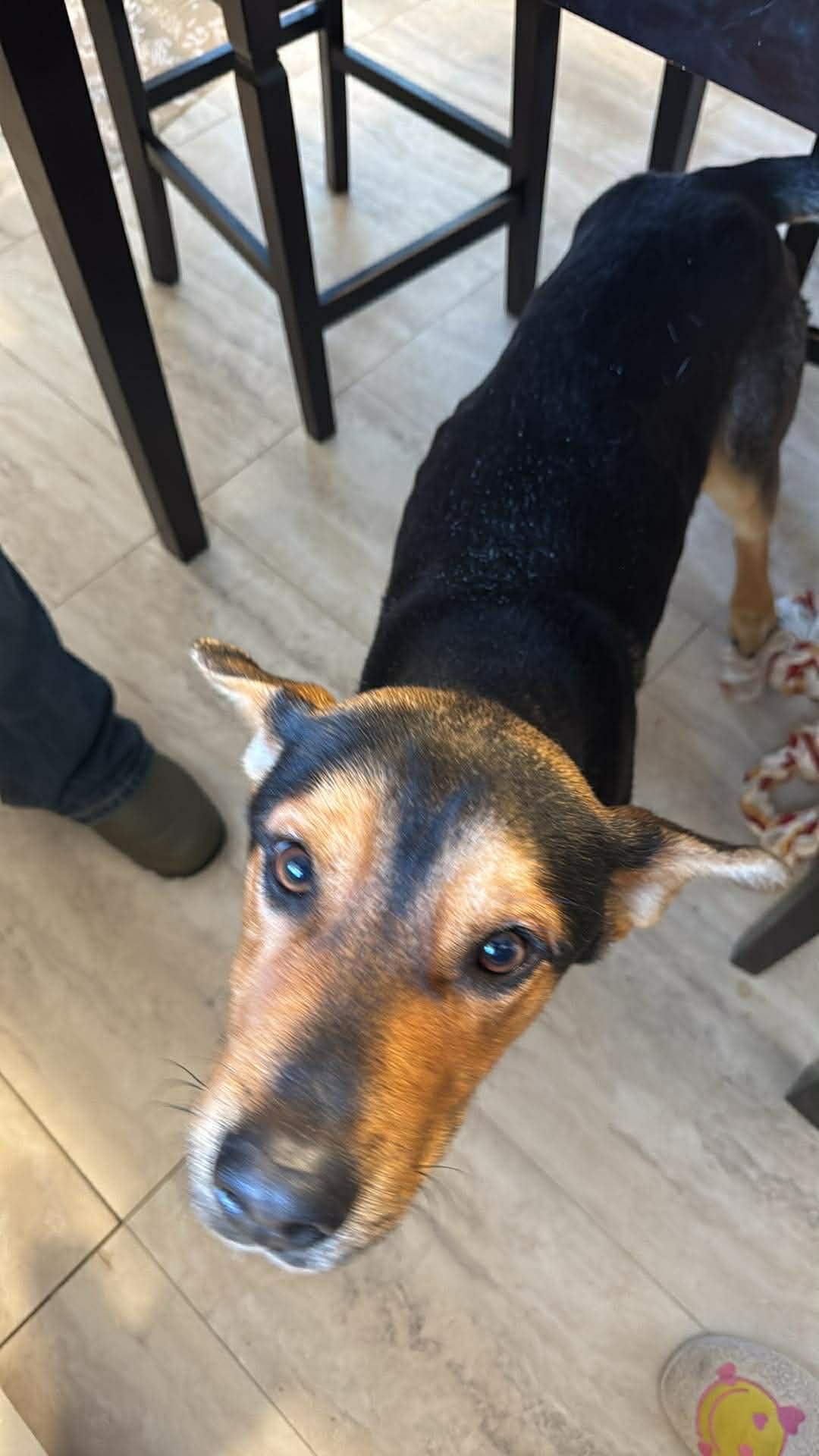 Asher, a ADOPTABLE Mixed Breed in McCrory, AR image 3/3