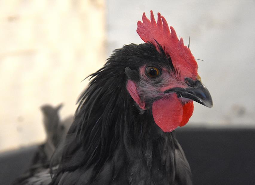 Enlarge JANE, a Adoptable Chicken in Loveland, CO image 1/1