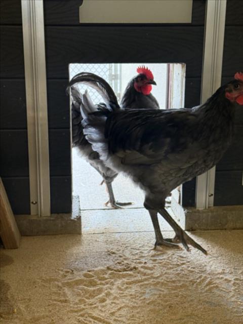 JANE, Adoptable, Baby Male Chicken.