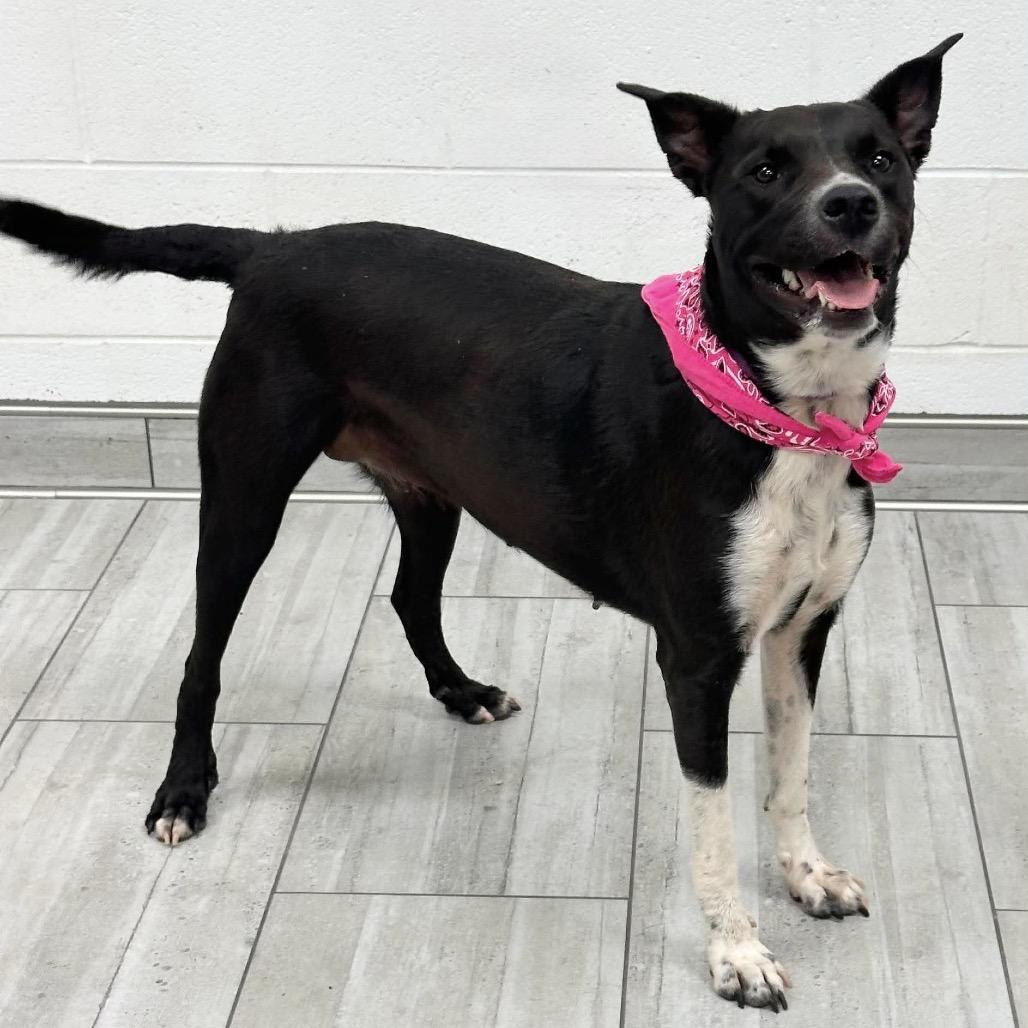 Sasha, Adoptable, Adult Female Mixed Breed.