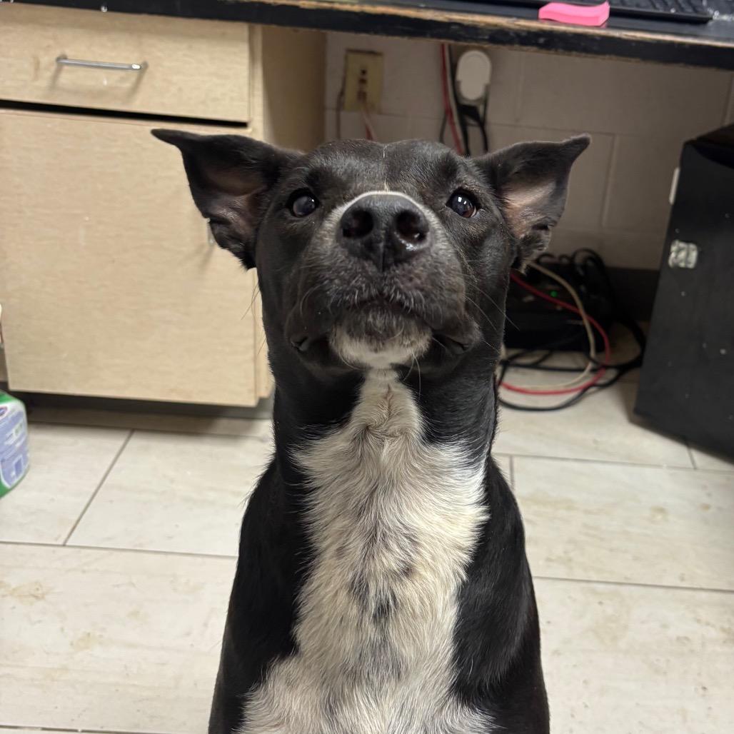 Enlarge Sasha, a Adoptable Mixed Breed in Lufkin, TX image 2/4