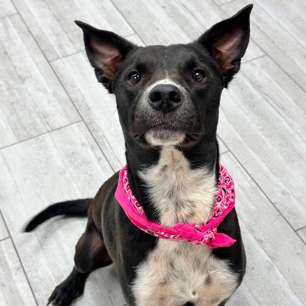 Enlarge Sasha, a Adoptable Mixed Breed in Lufkin, TX image 3/4