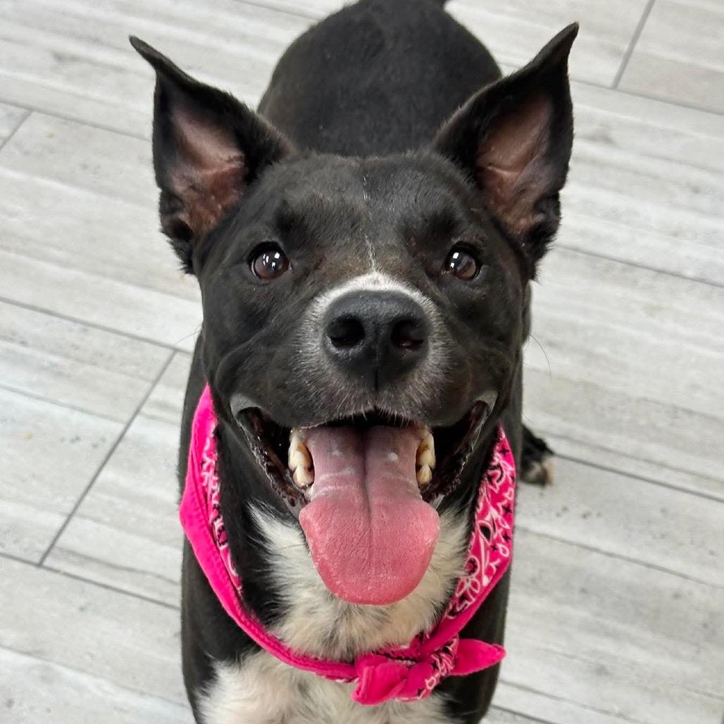 Enlarge Sasha, a Adoptable Mixed Breed in Lufkin, TX image 4/4