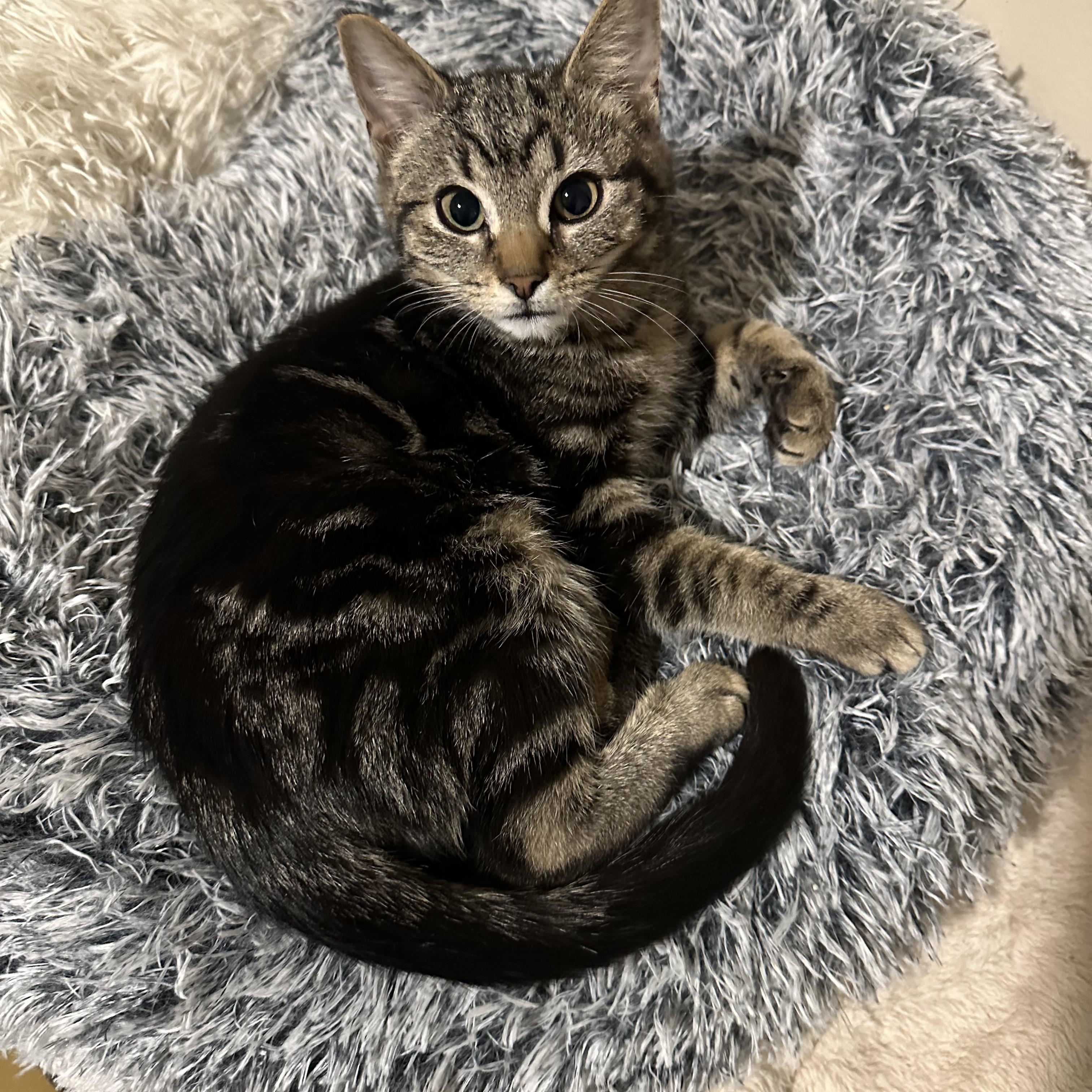 Lily, ADOPTABLE, Young Female Domestic Short Hair.