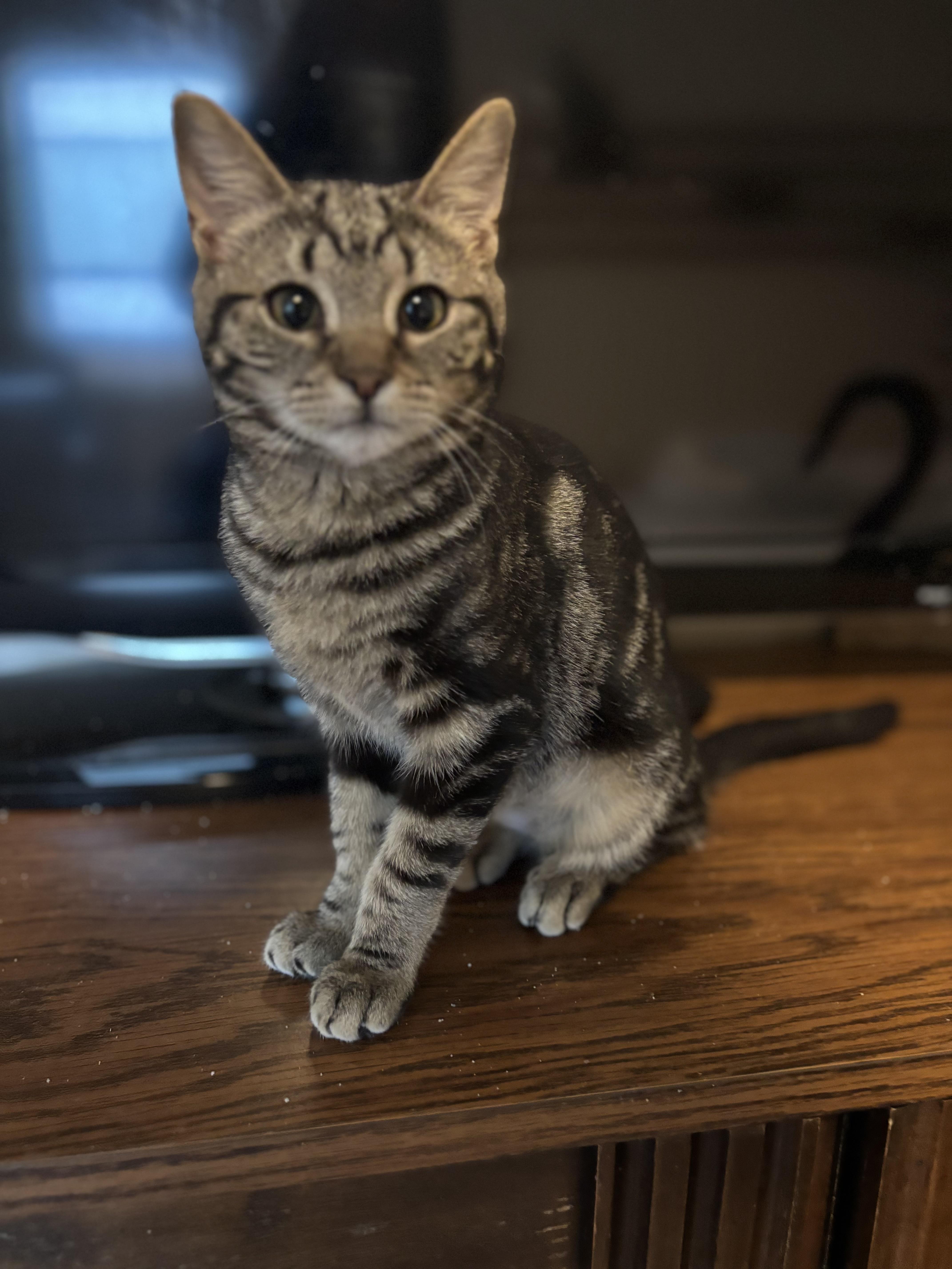 Lily, ADOPTABLE, Young Female Domestic Short Hair.