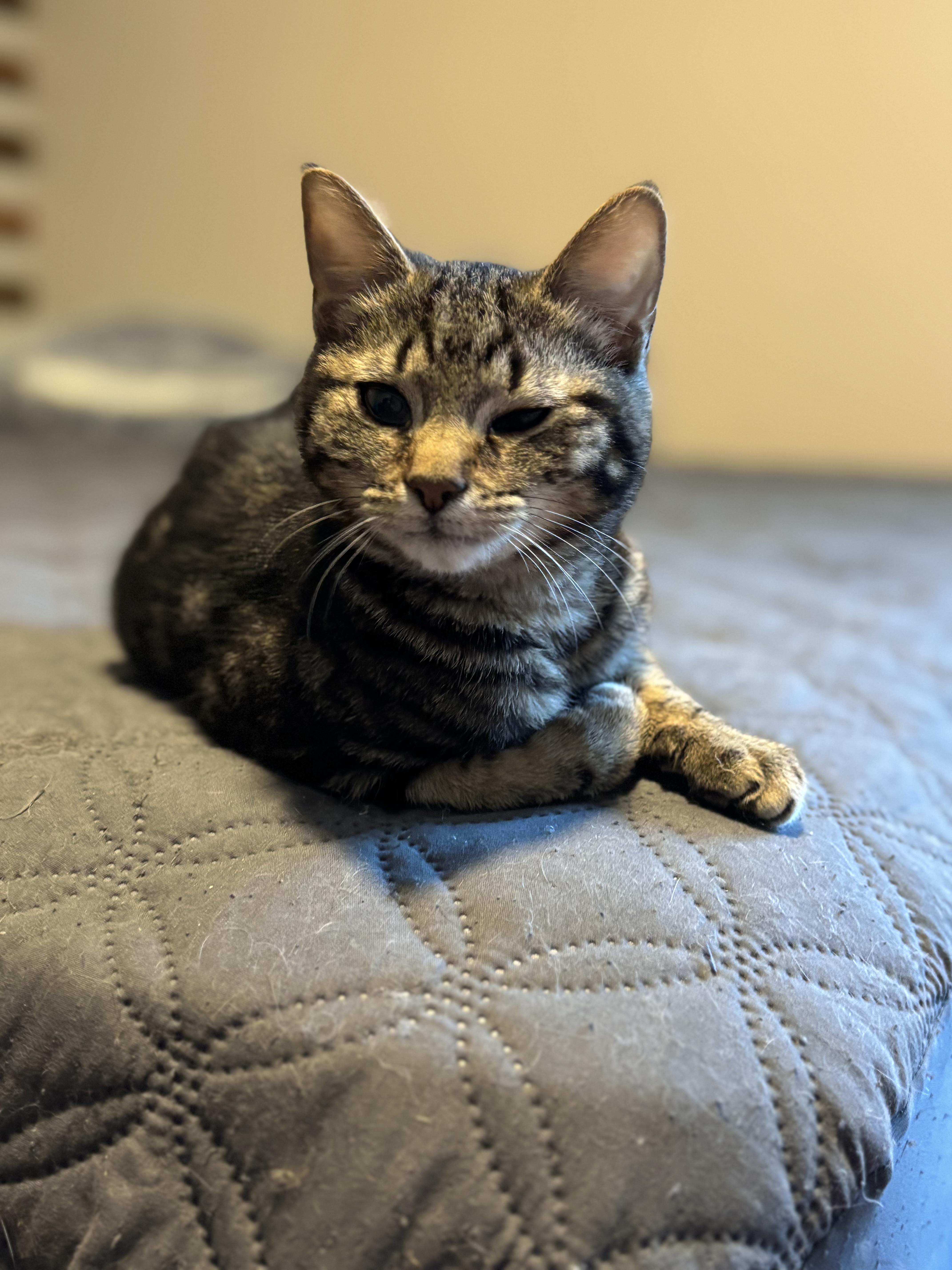 Enlarge Lily, a ADOPTABLE Domestic Short Hair in Woodstock, GA image 3/3