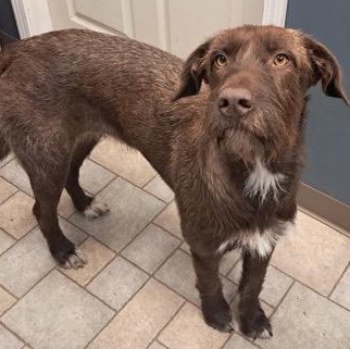 Enlarge Astrid, an adopted mixed breed in Hollister, MO image 3/5