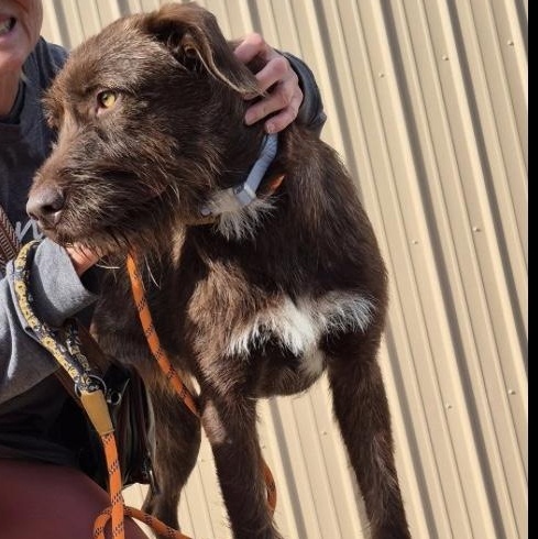 Enlarge Astrid, an adopted mixed breed in Hollister, MO image 4/5