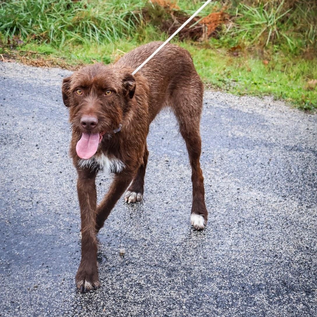 Astrid, Adoptable, Young Female German Wirehaired Pointer.