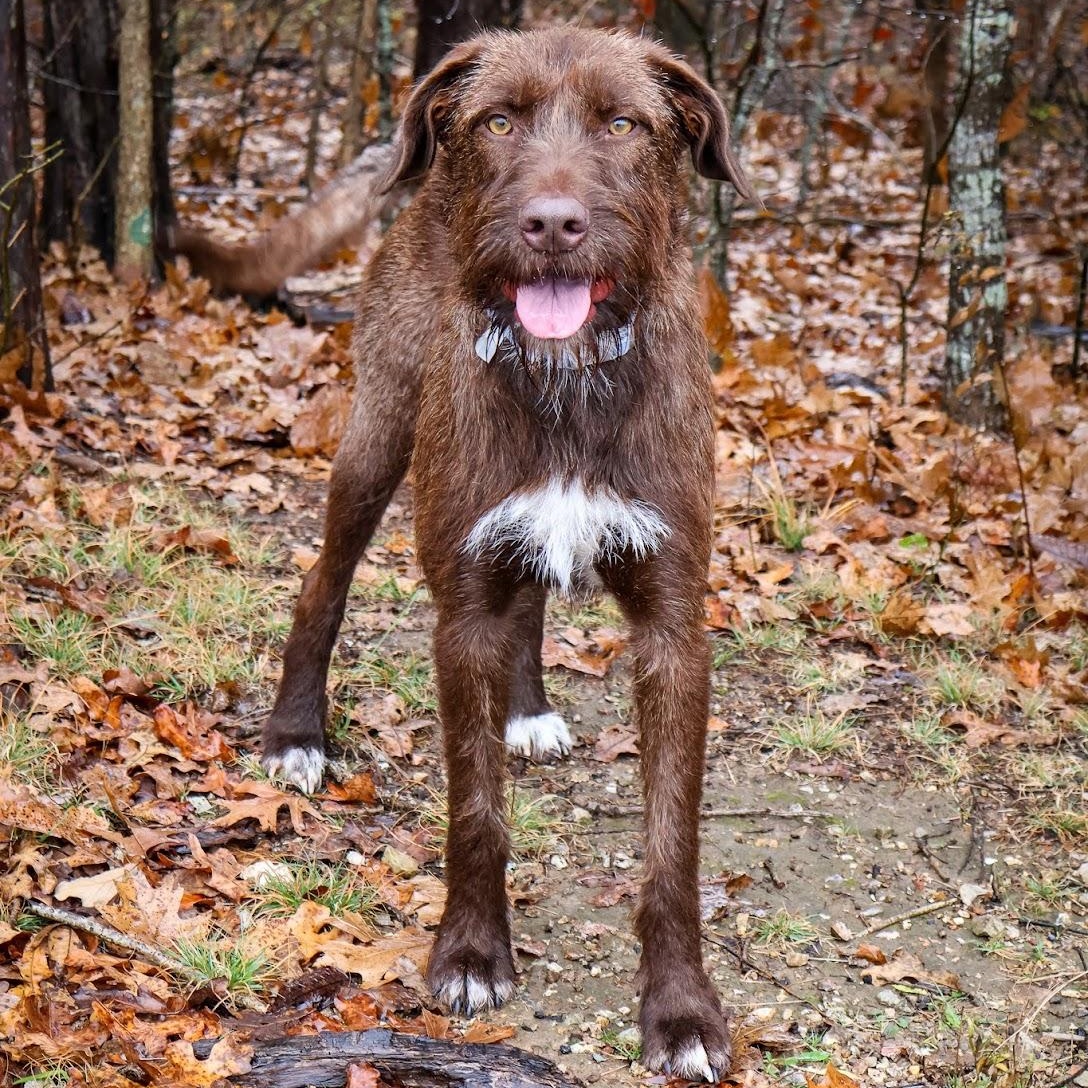 Enlarge Astrid, an adopted mixed breed in Hollister, MO image 1/5