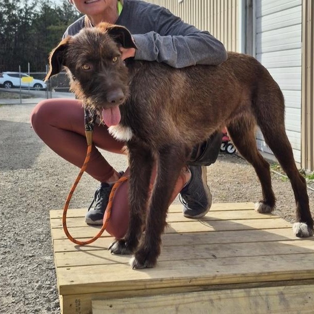 Enlarge Astrid, an adopted mixed breed in Hollister, MO image 5/5