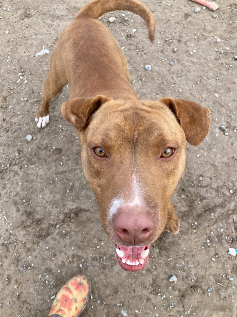 Nike, Adoptable, Adult Male Pit Bull Terrier.