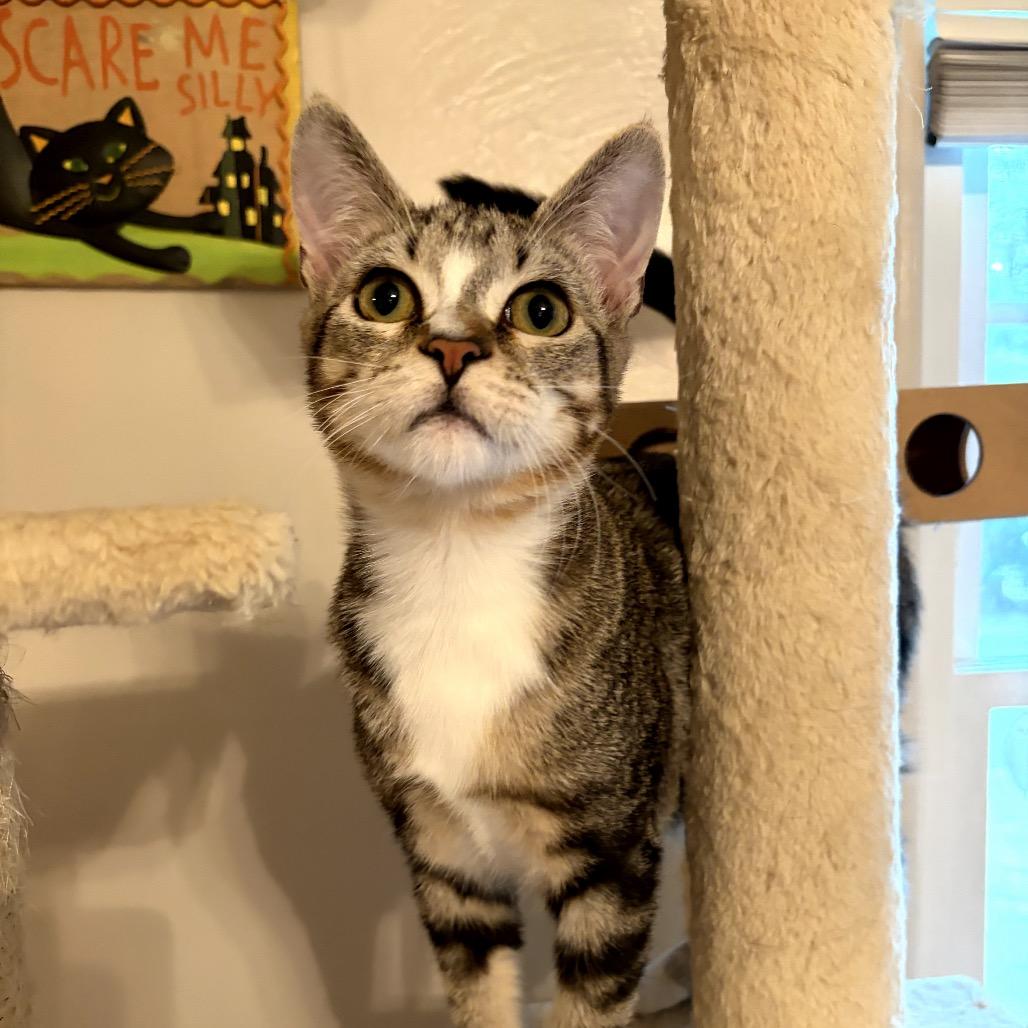Khan with Li, Adoptable, Kitten Male Domestic Short Hair.