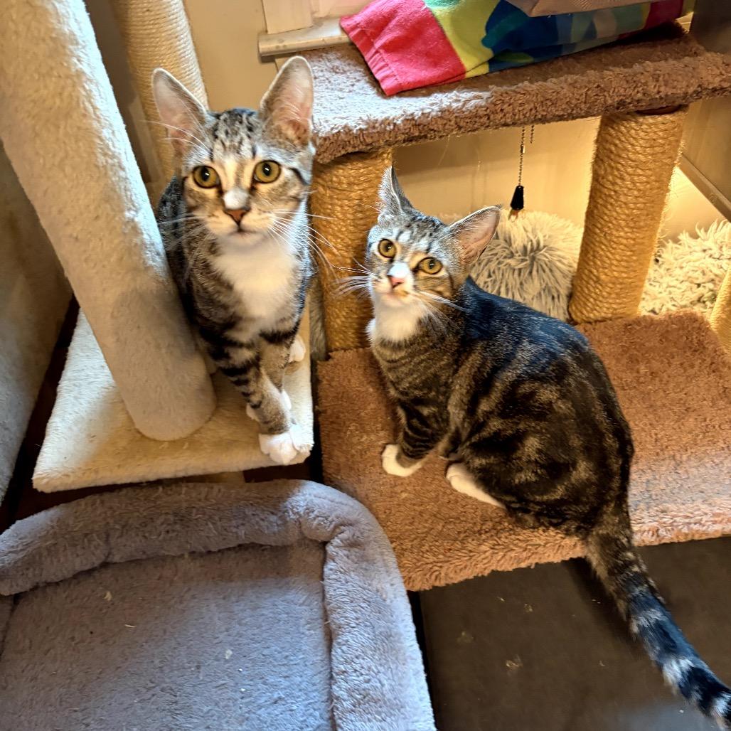 Khan with Li, a Adoptable Domestic Short Hair in Fayetteville, GA image 2/4