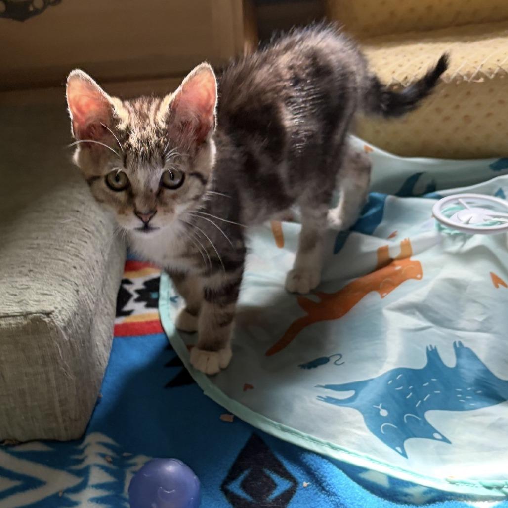 Enlarge Khan, a Adoptable Domestic Short Hair in Fayetteville, GA image 1/1