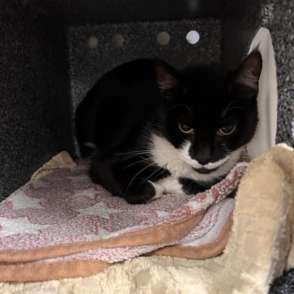 Priscilla, Adoptable, Adult Female Domestic Short Hair.