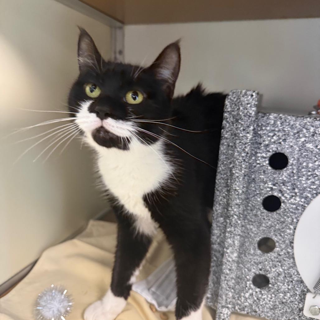 Priscilla, a Adoptable Domestic Short Hair in Birdsboro, PA image 2/2