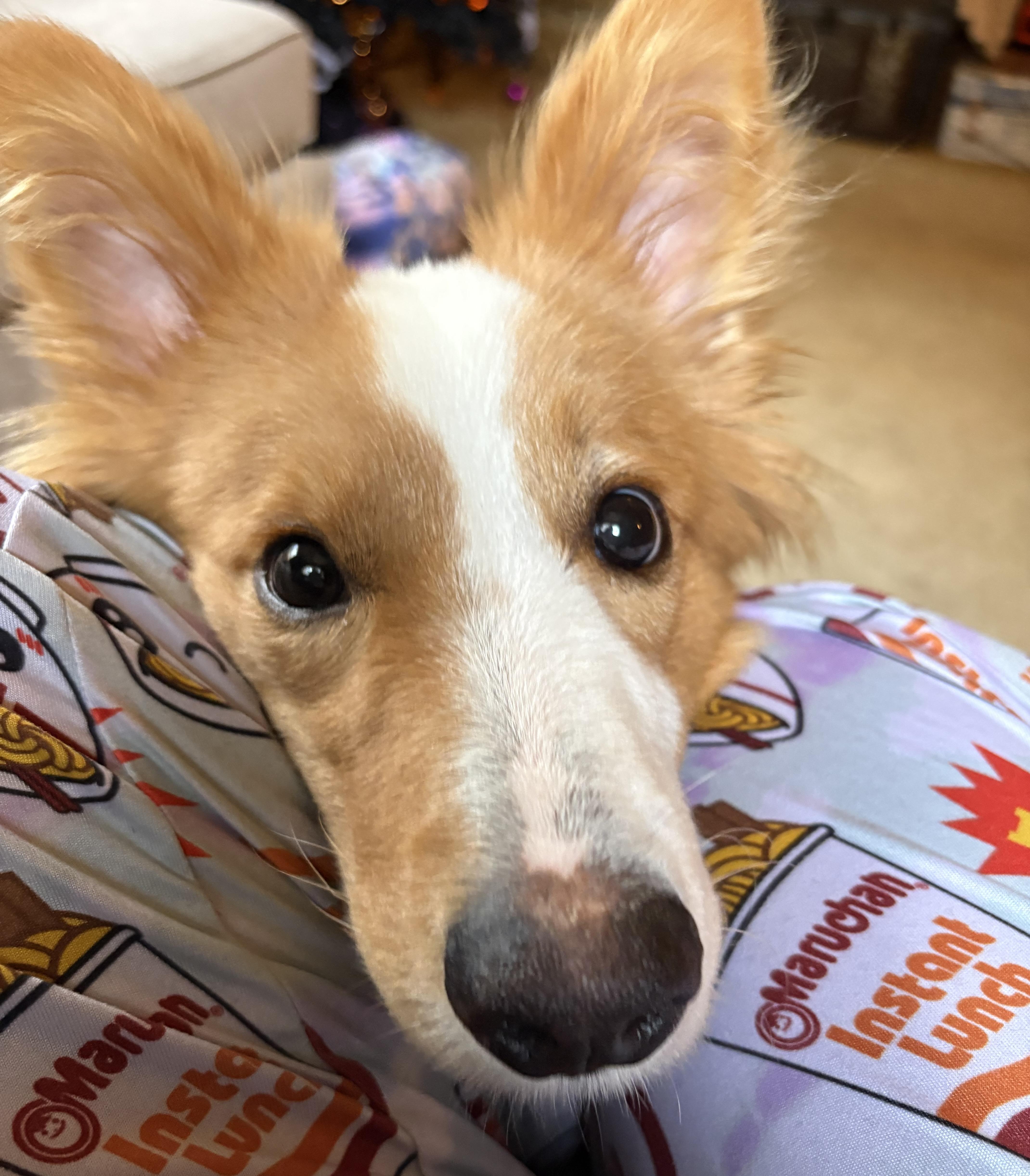 Enlarge Ollie, an adopted Border Collie in Jamesville, NY image 4/4