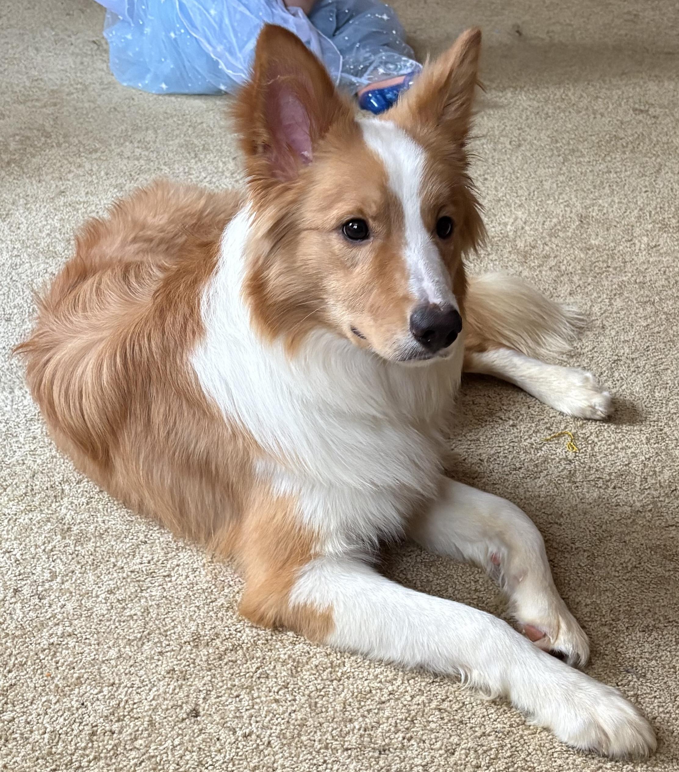 Enlarge Ollie, an adopted Border Collie in Jamesville, NY image 1/4