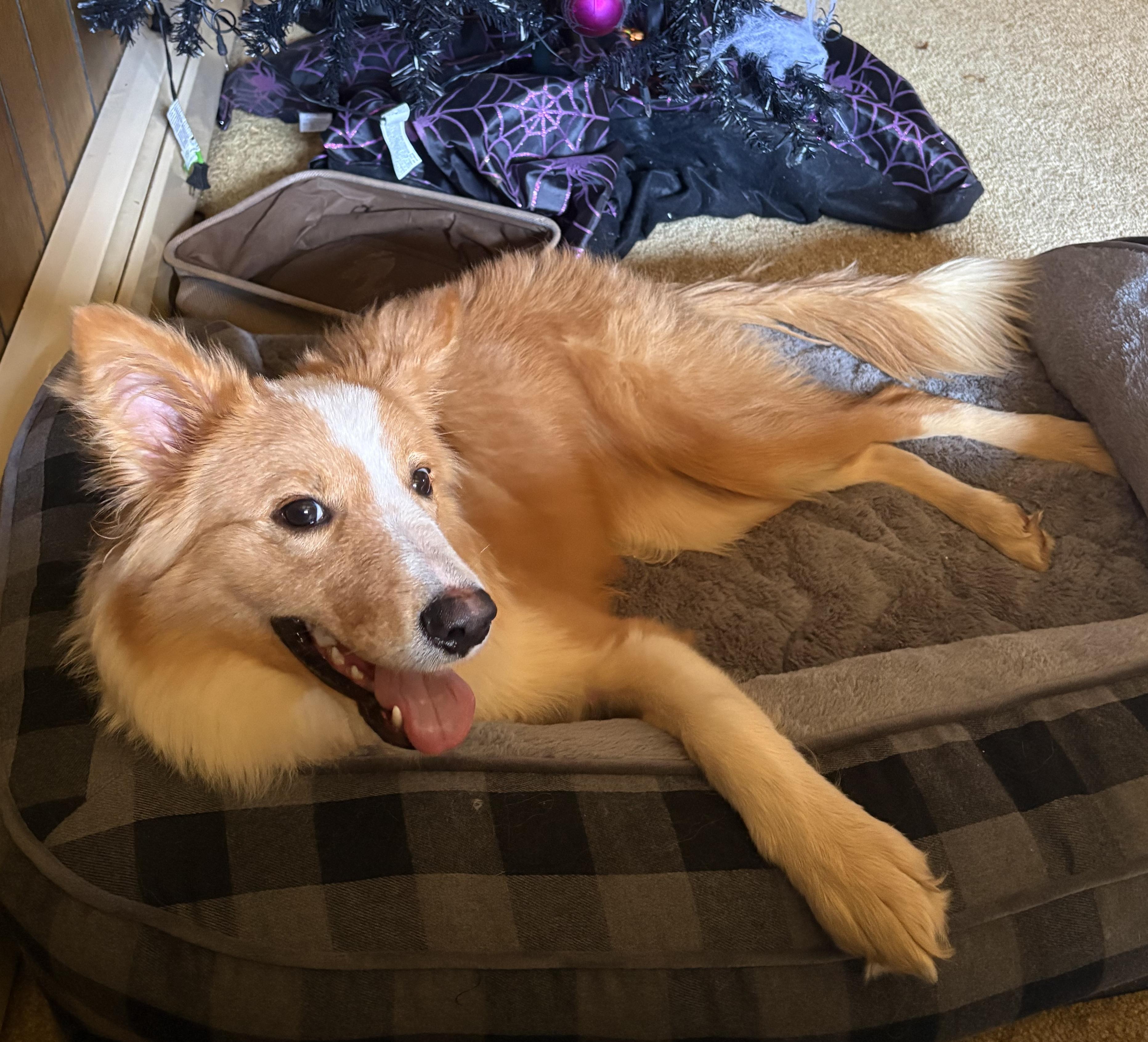 Enlarge Ollie, an adopted Border Collie in Jamesville, NY image 2/4